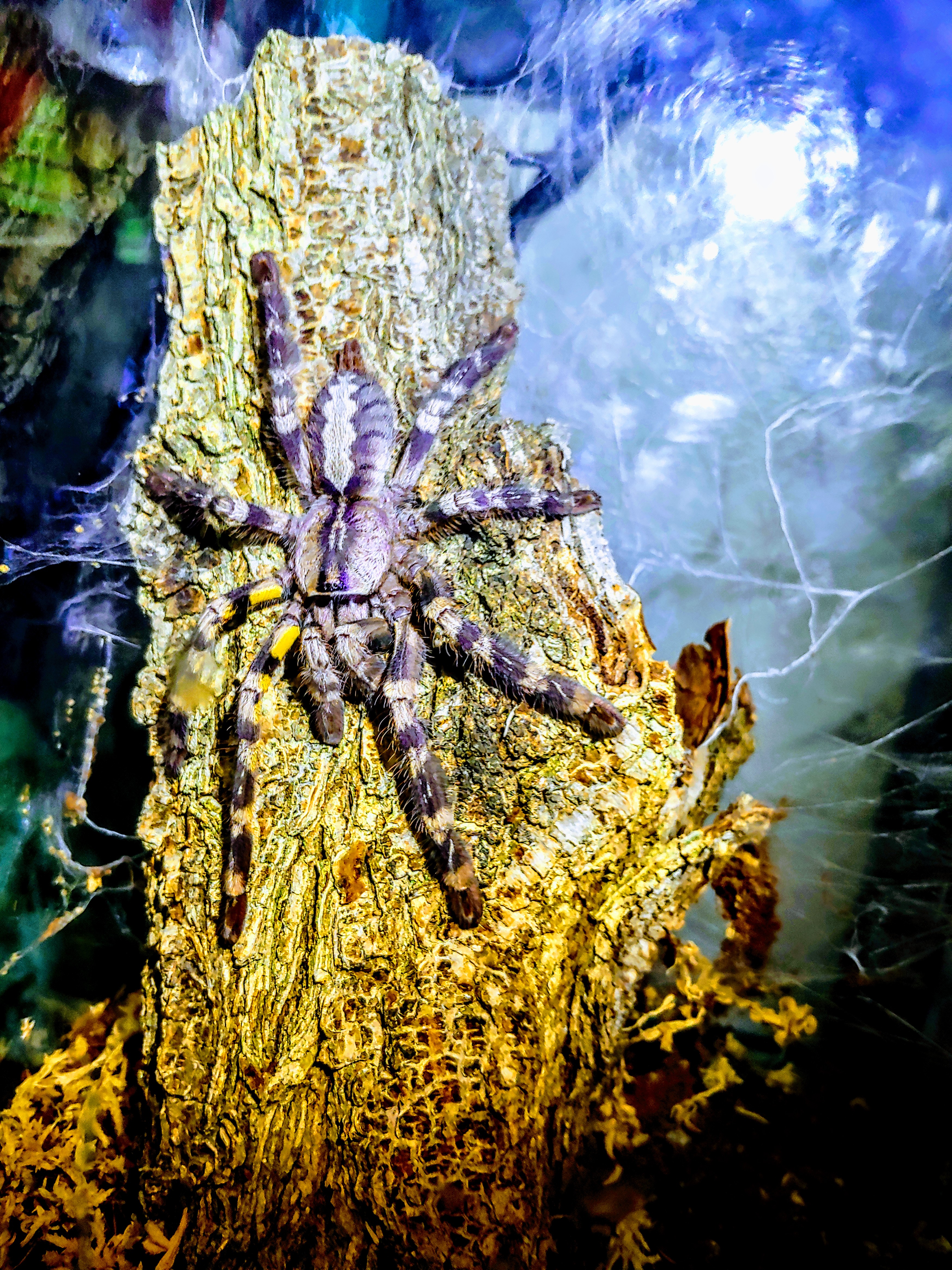 P.Regalis