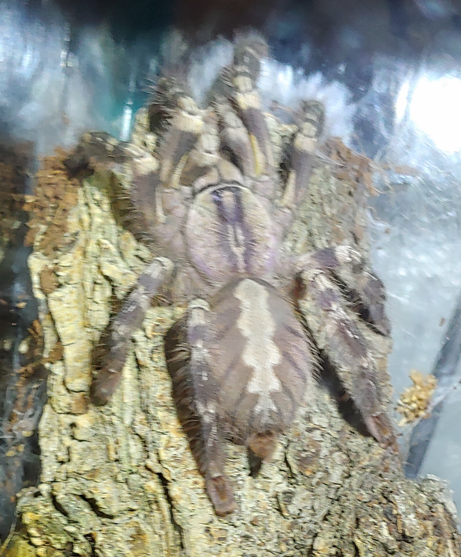 P.regalis
