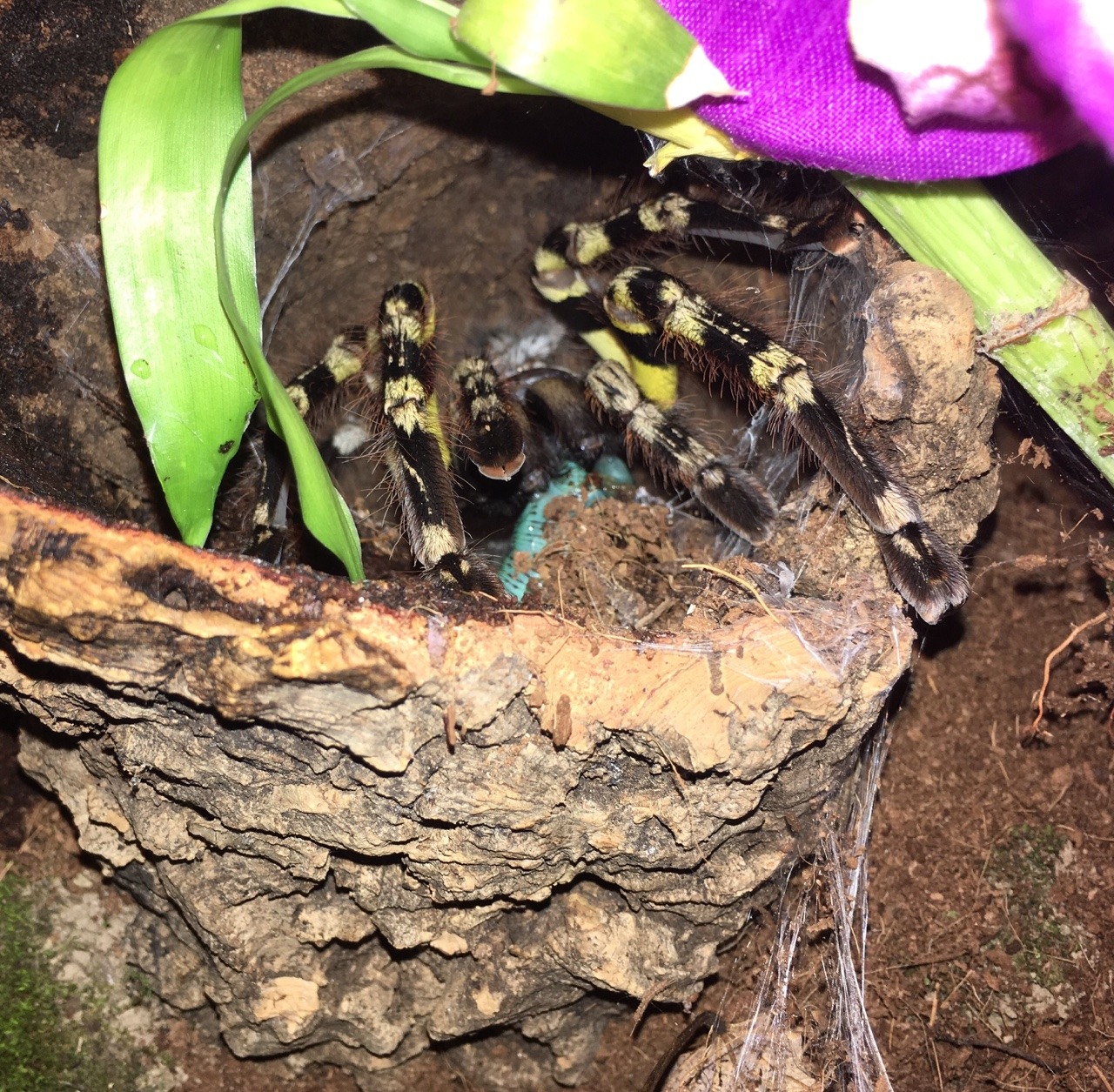 P. striata, adult female