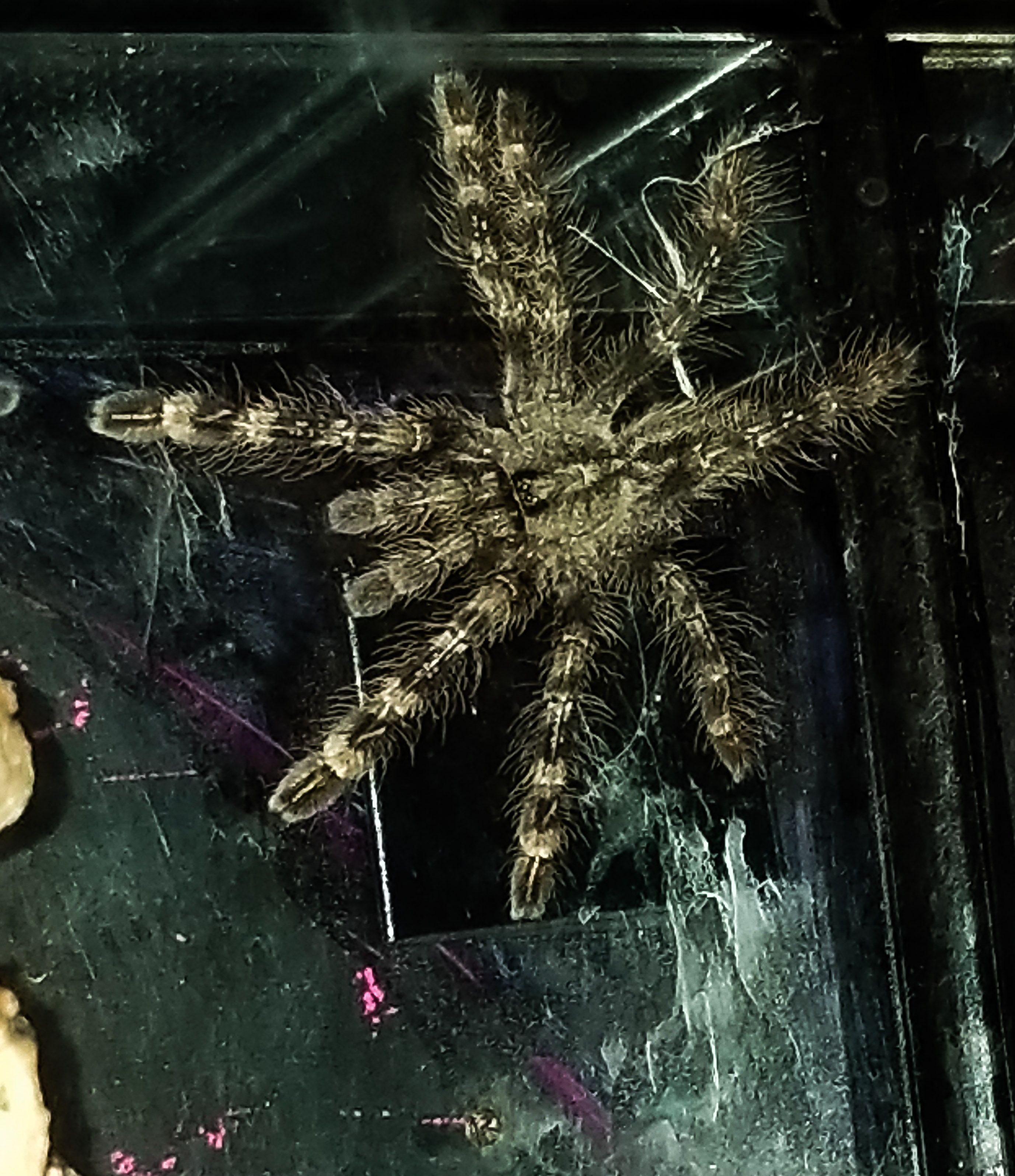 P Striata Patricia newly molted