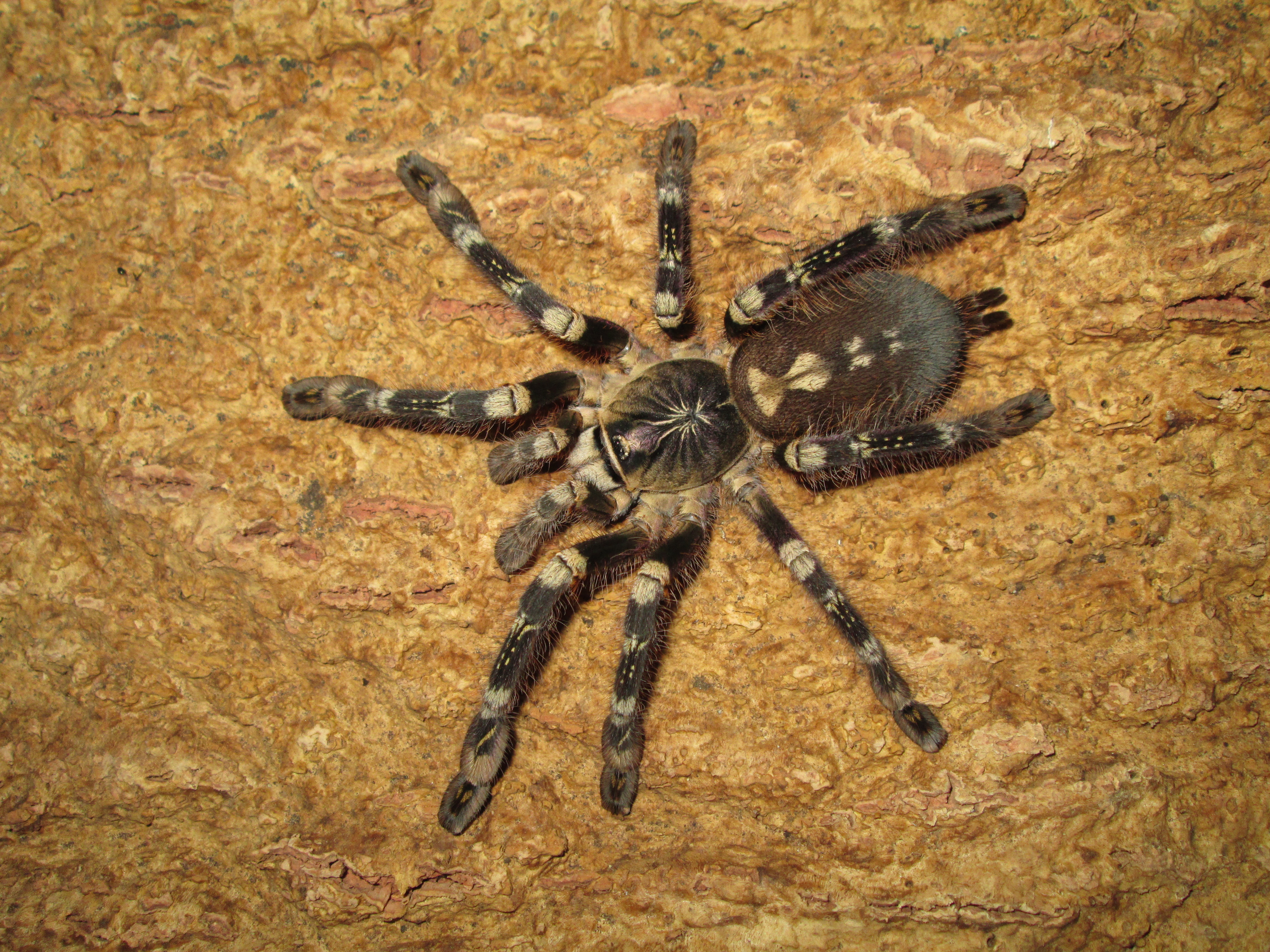 P.Subfusca Highland