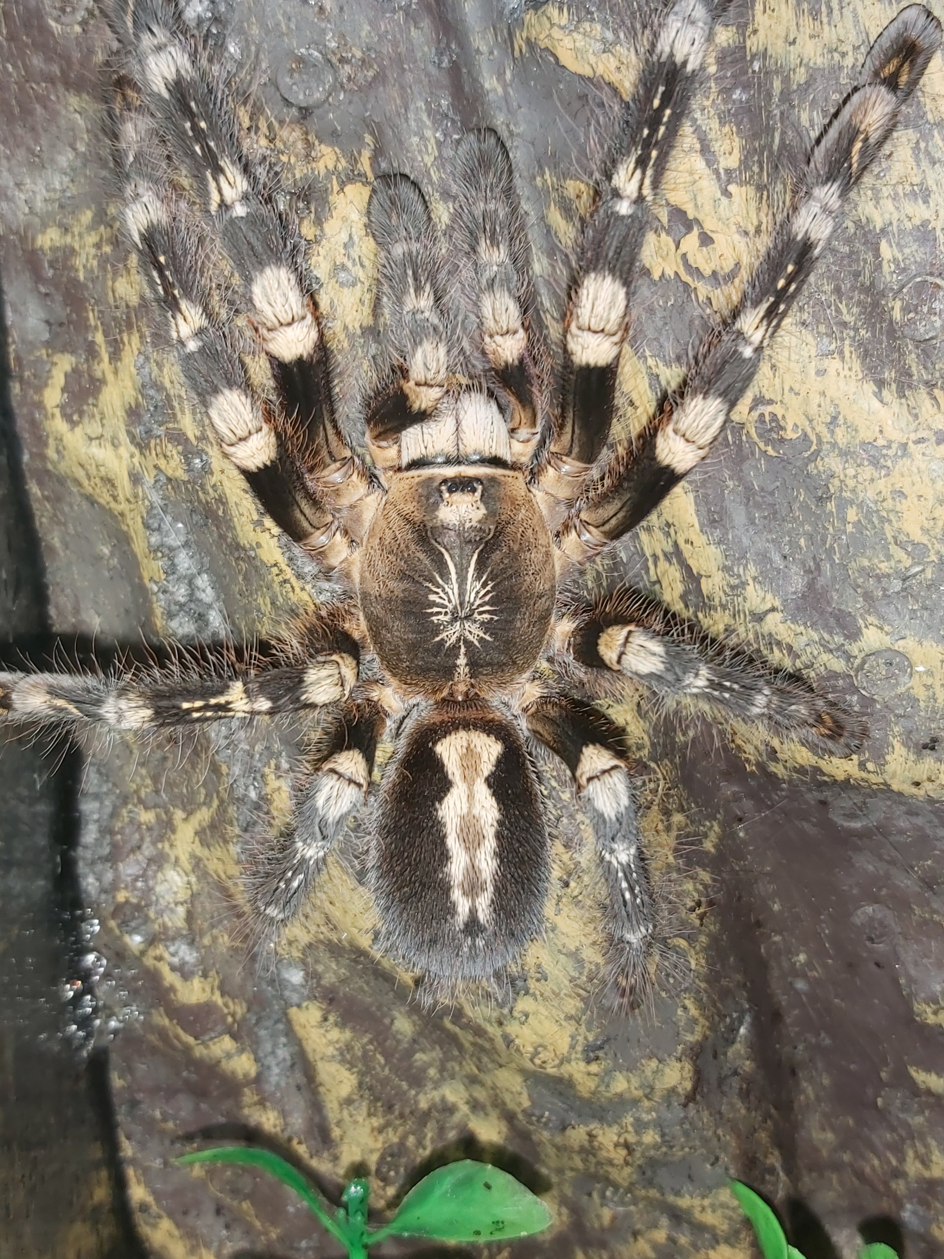 P. Subfusca (LL)