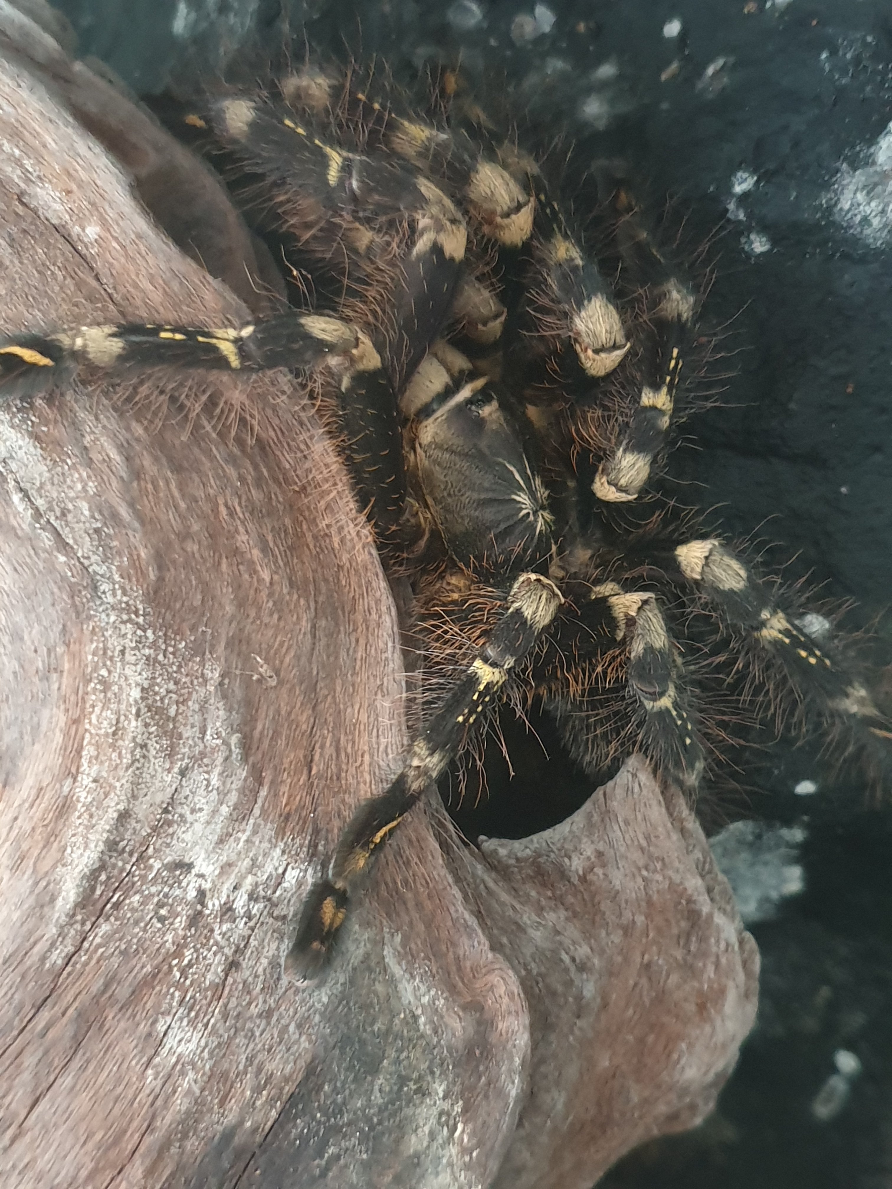 P subfusca