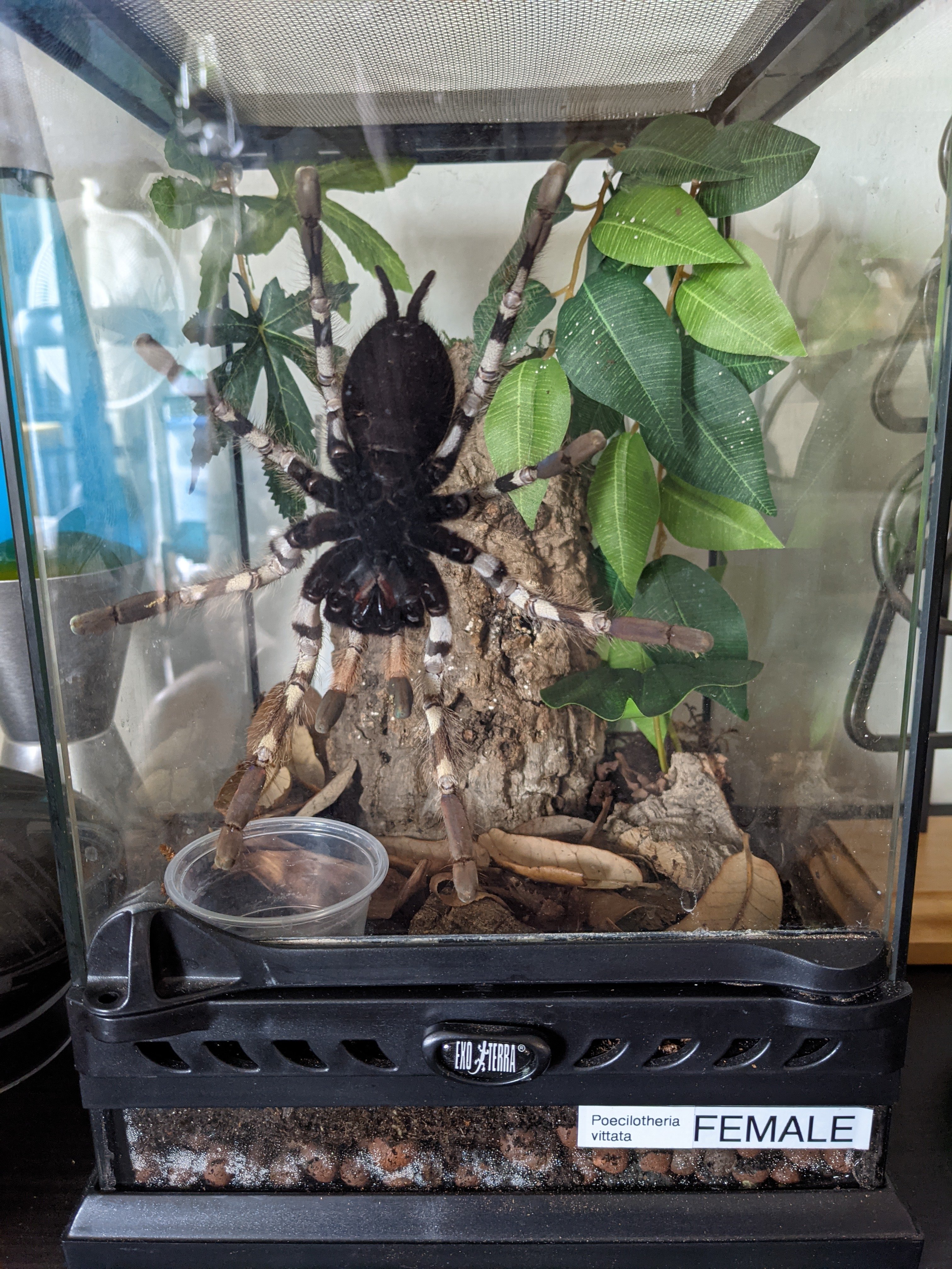 P vittata's new, temporary home