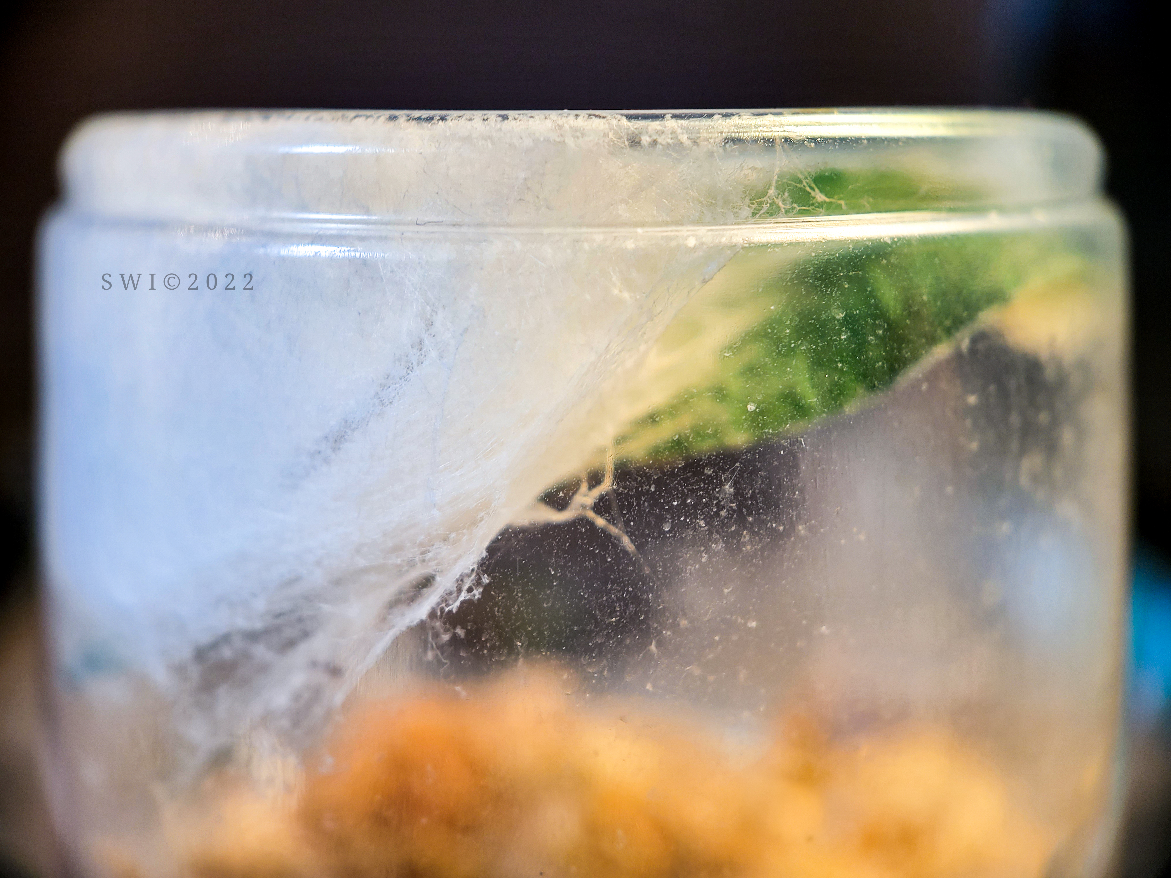 P. whitmani nest with egg sac