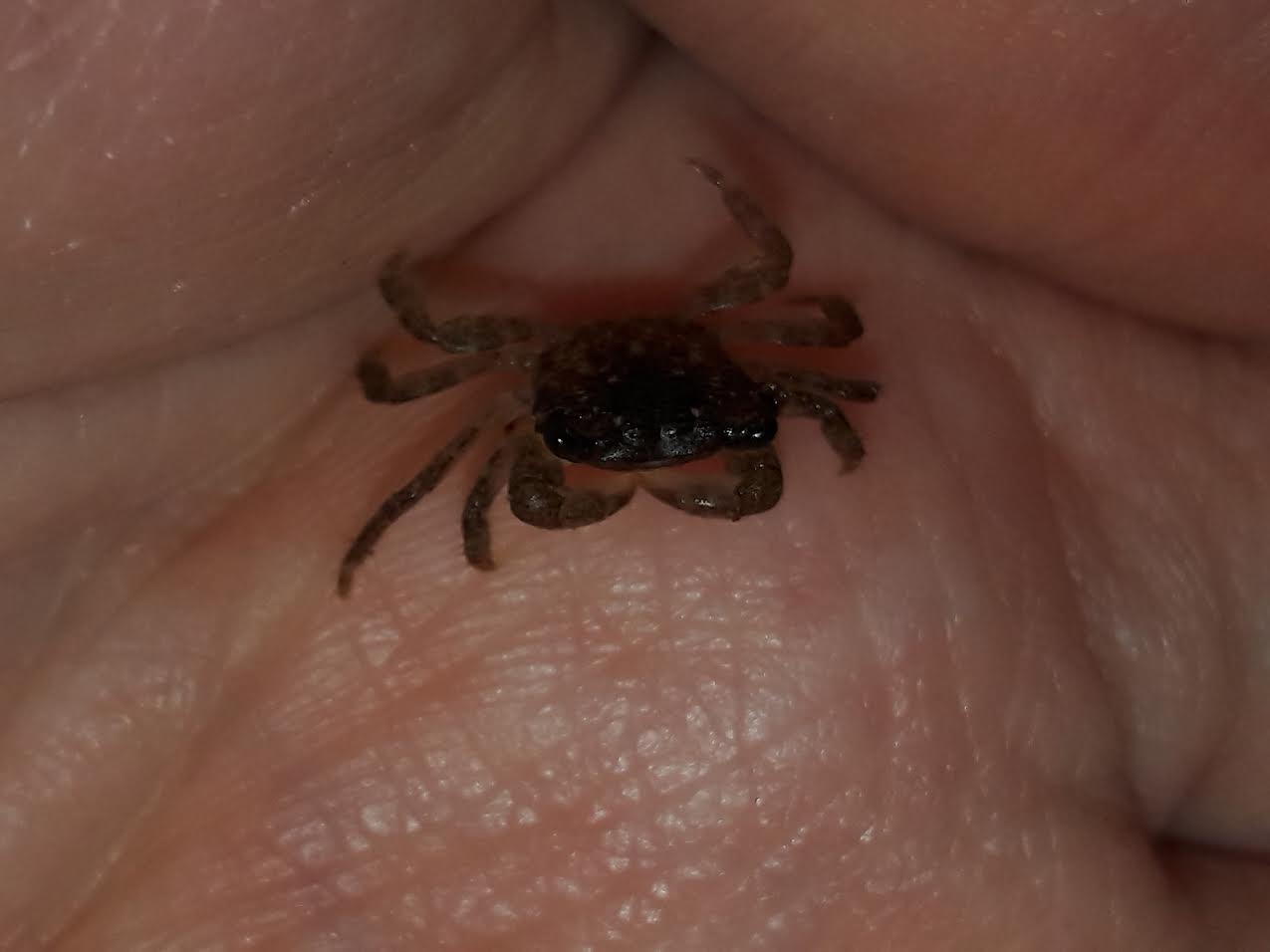 Pachygrapsus crassipes