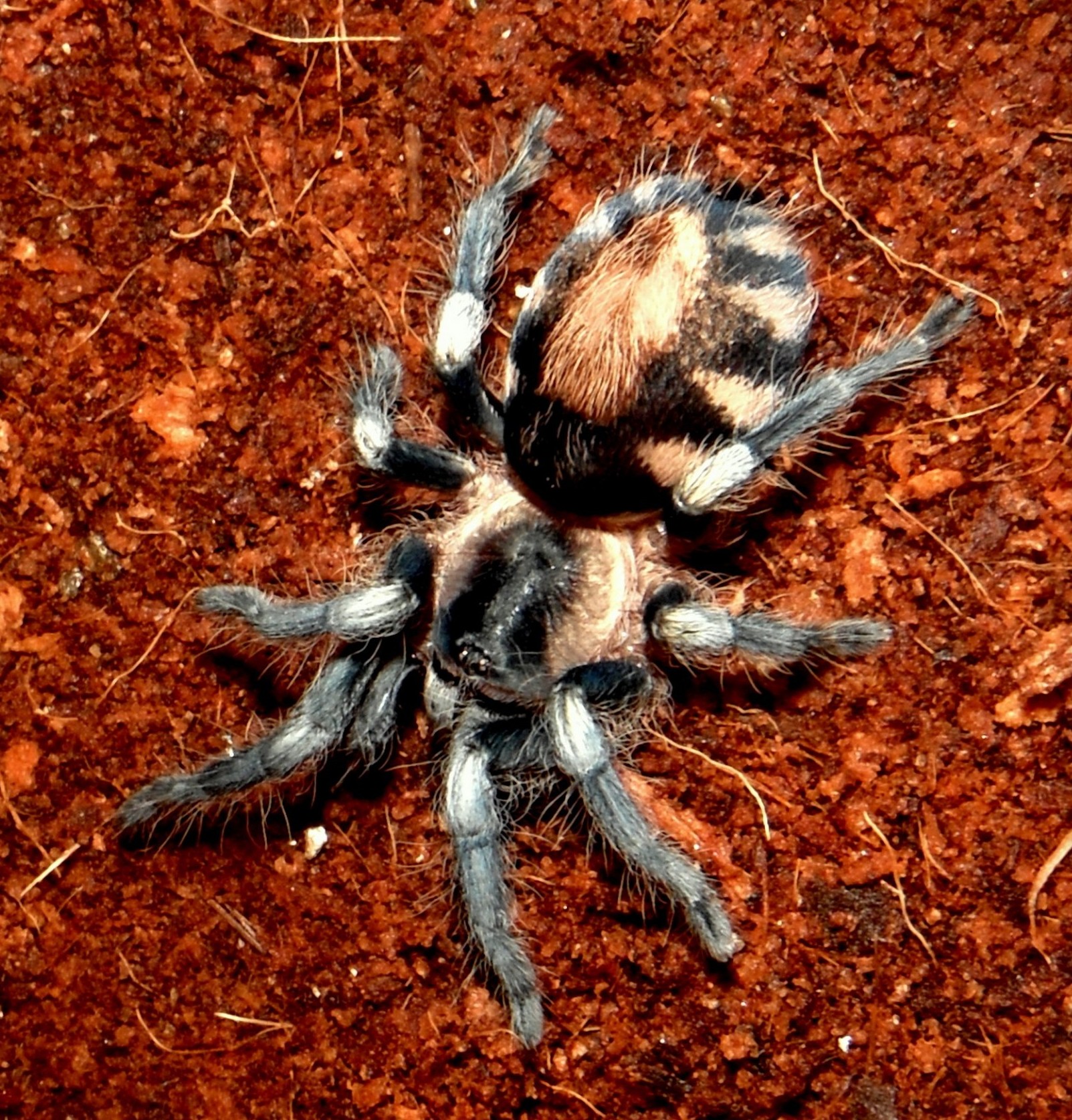 Pairing (Breeding) Cyriocosmus ritae (Peruvian Dwarf Black & White)