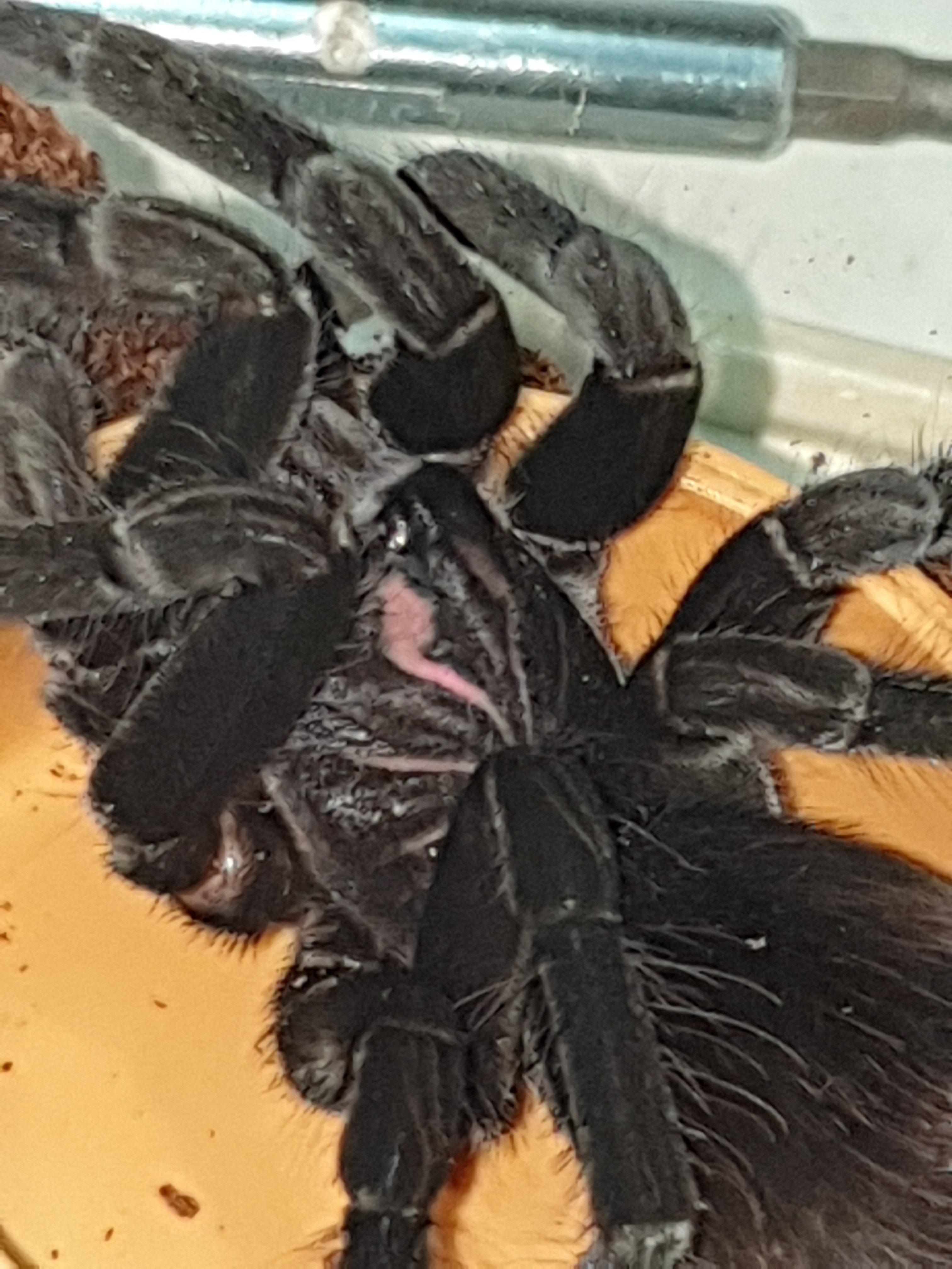 pamphobeteus esmeraldas SAF