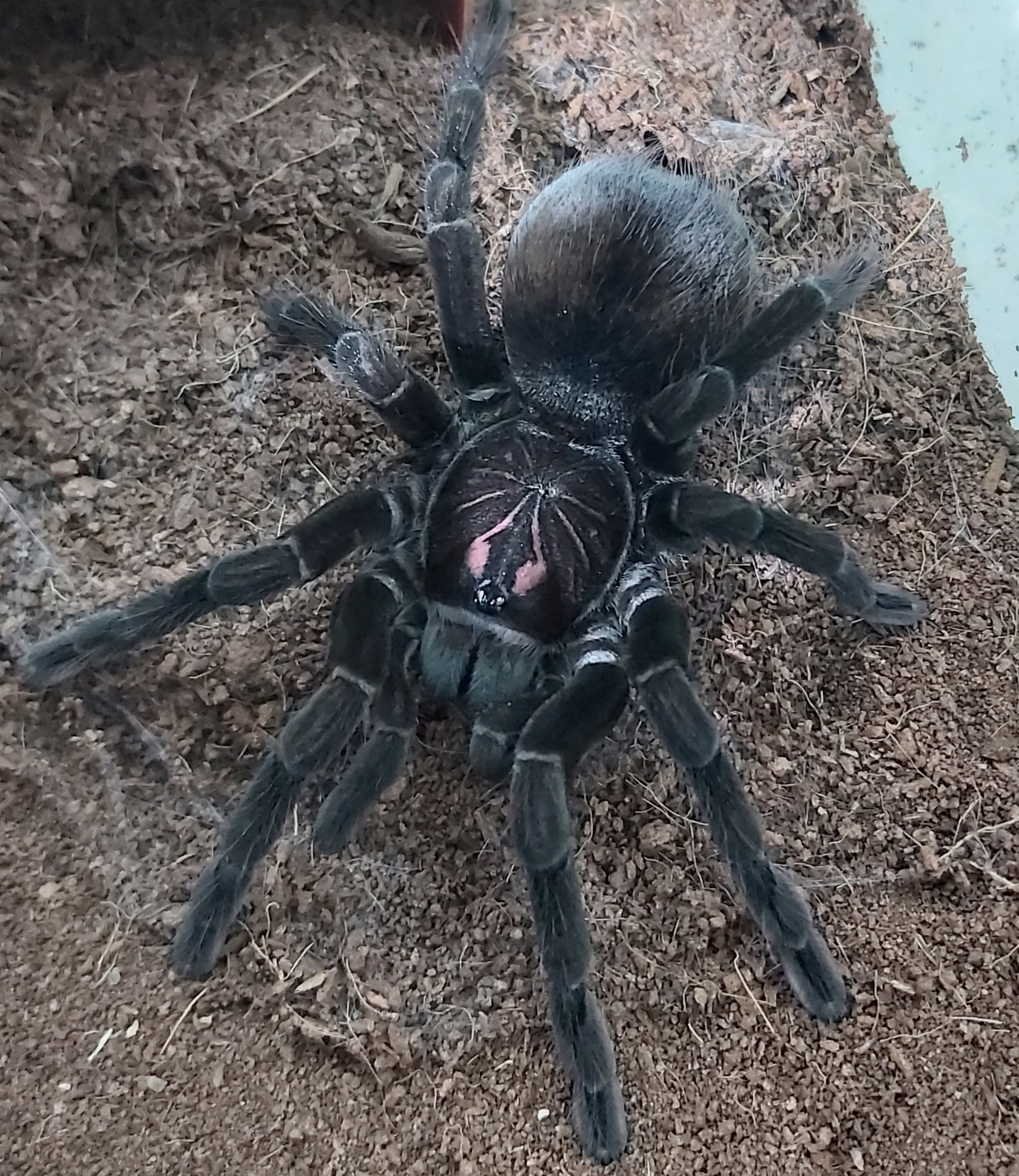 Pamphobeteus esmeraldas