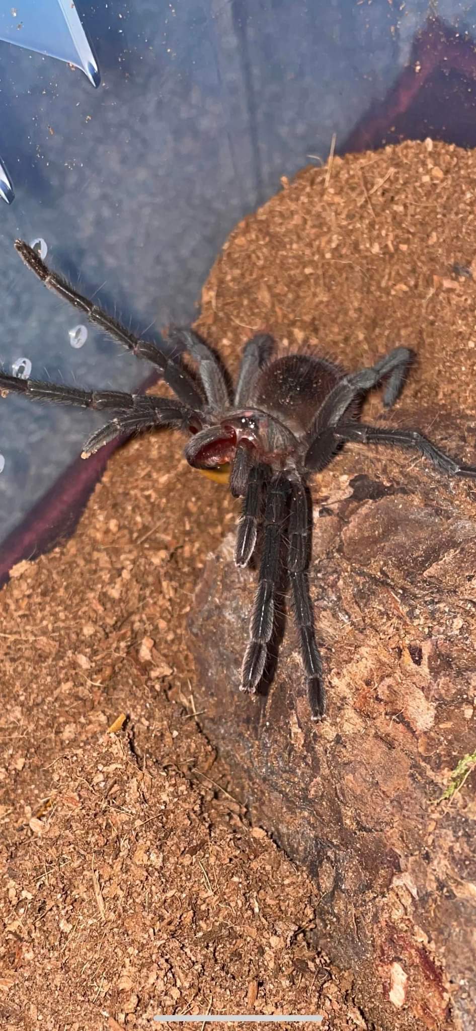 Pamphobeteus flammifera