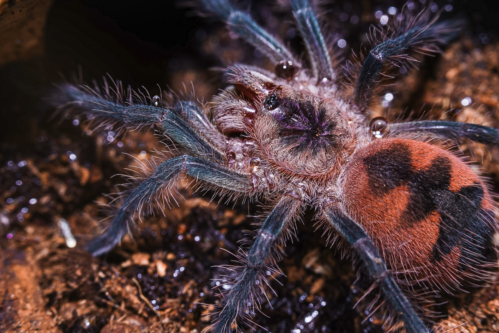 Pamphobeteus Machala