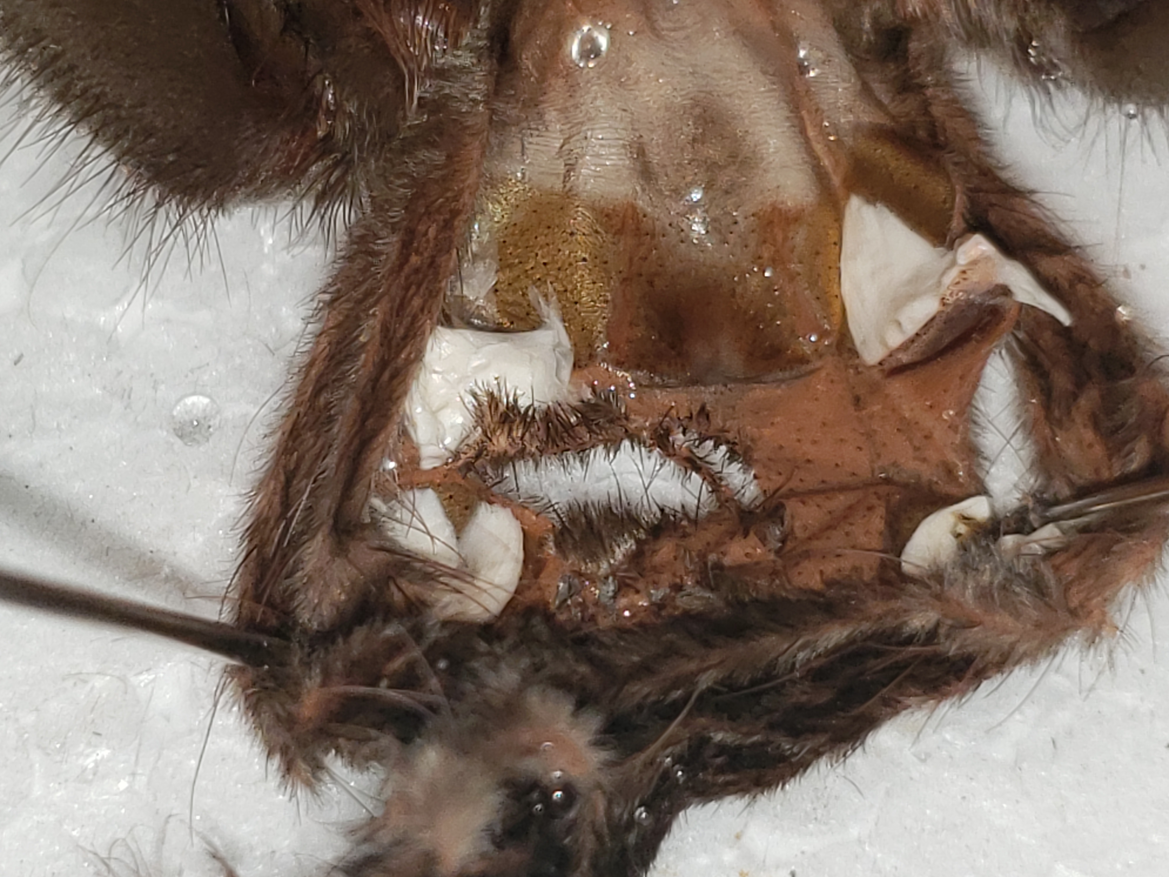 Pamphobeteus machala