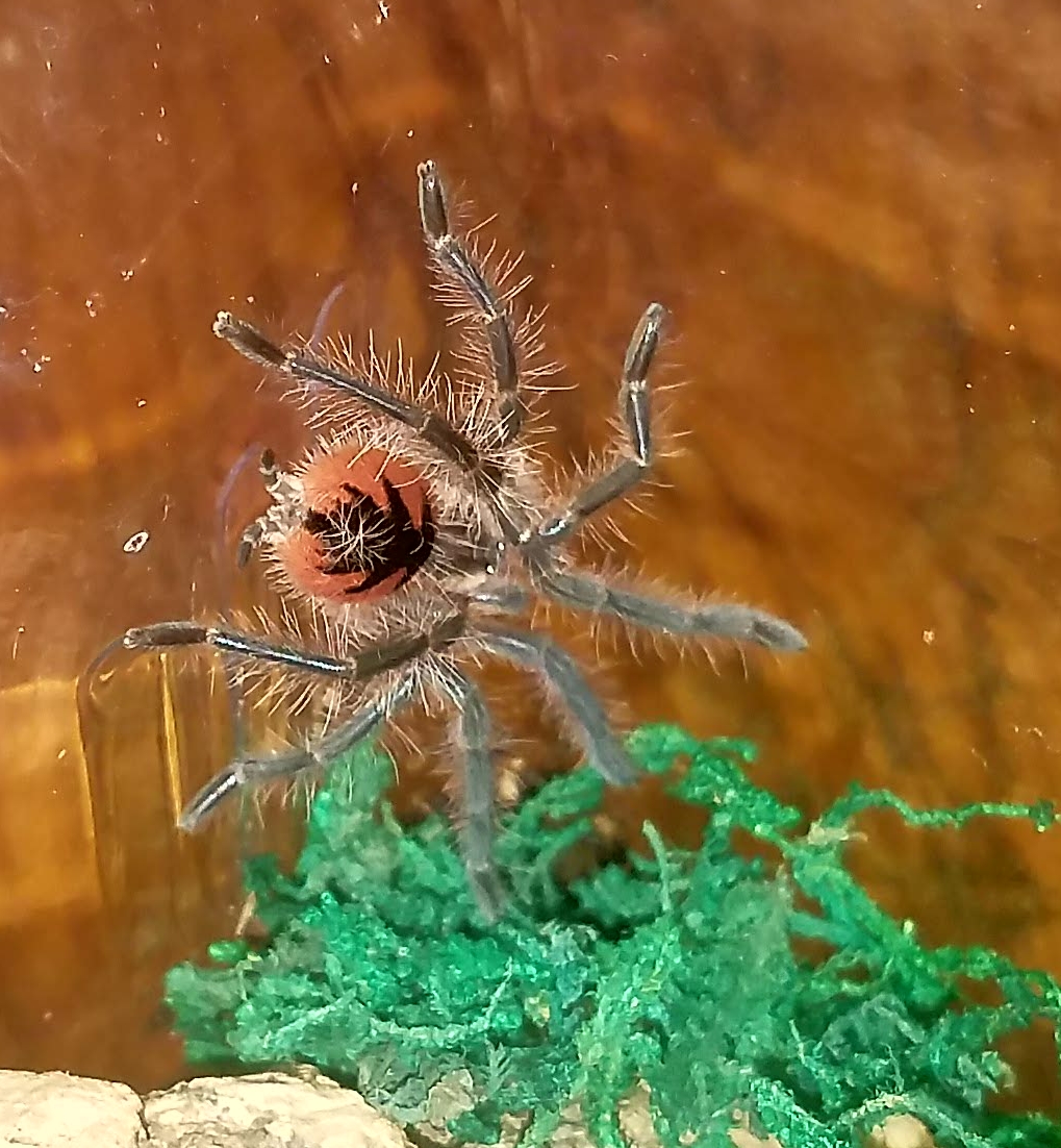 Pamphobeteus machalla