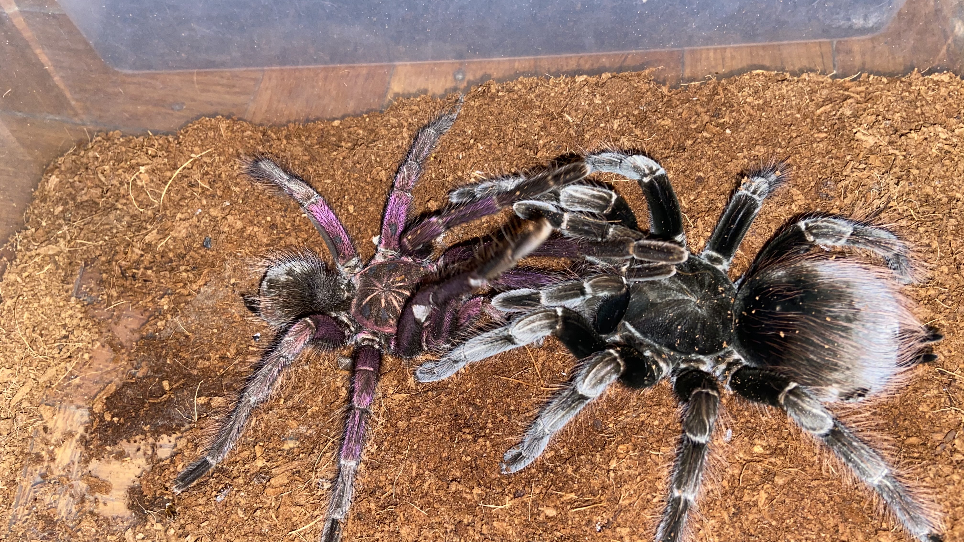 Pamphobeteus platyomma pair
