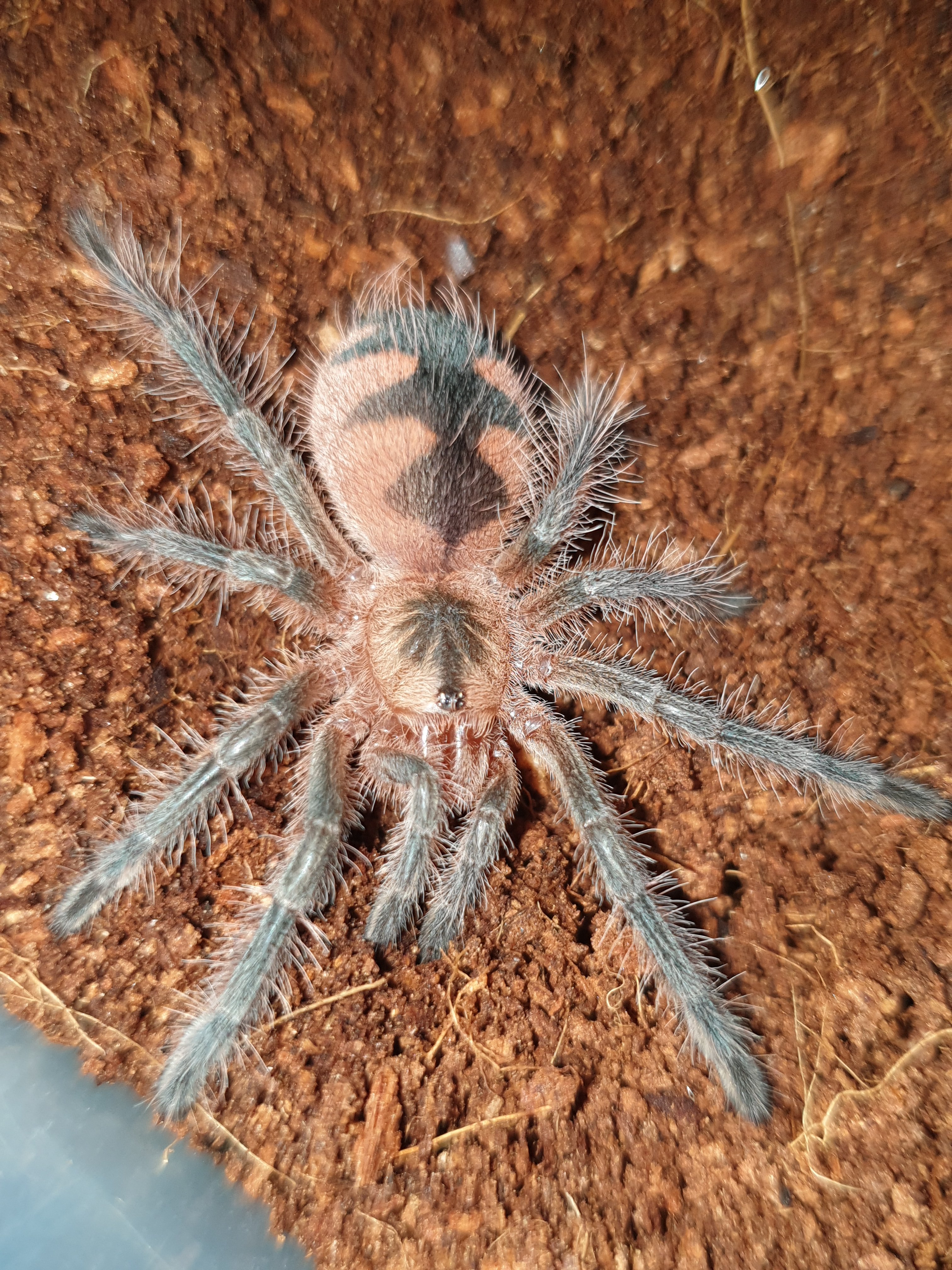 Pamphobeteus sp Costa large sling