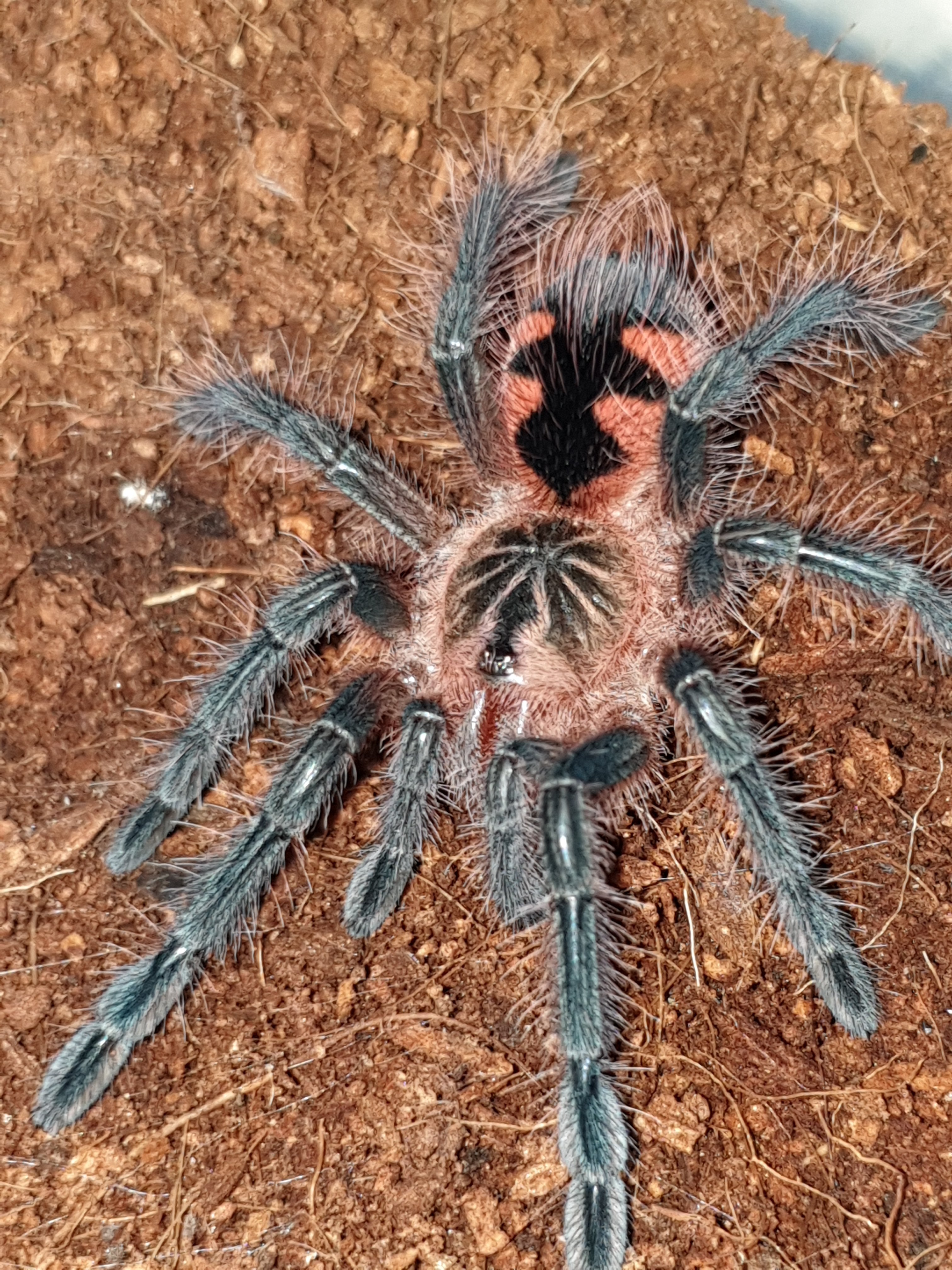 Pamphobeteus sp. costa