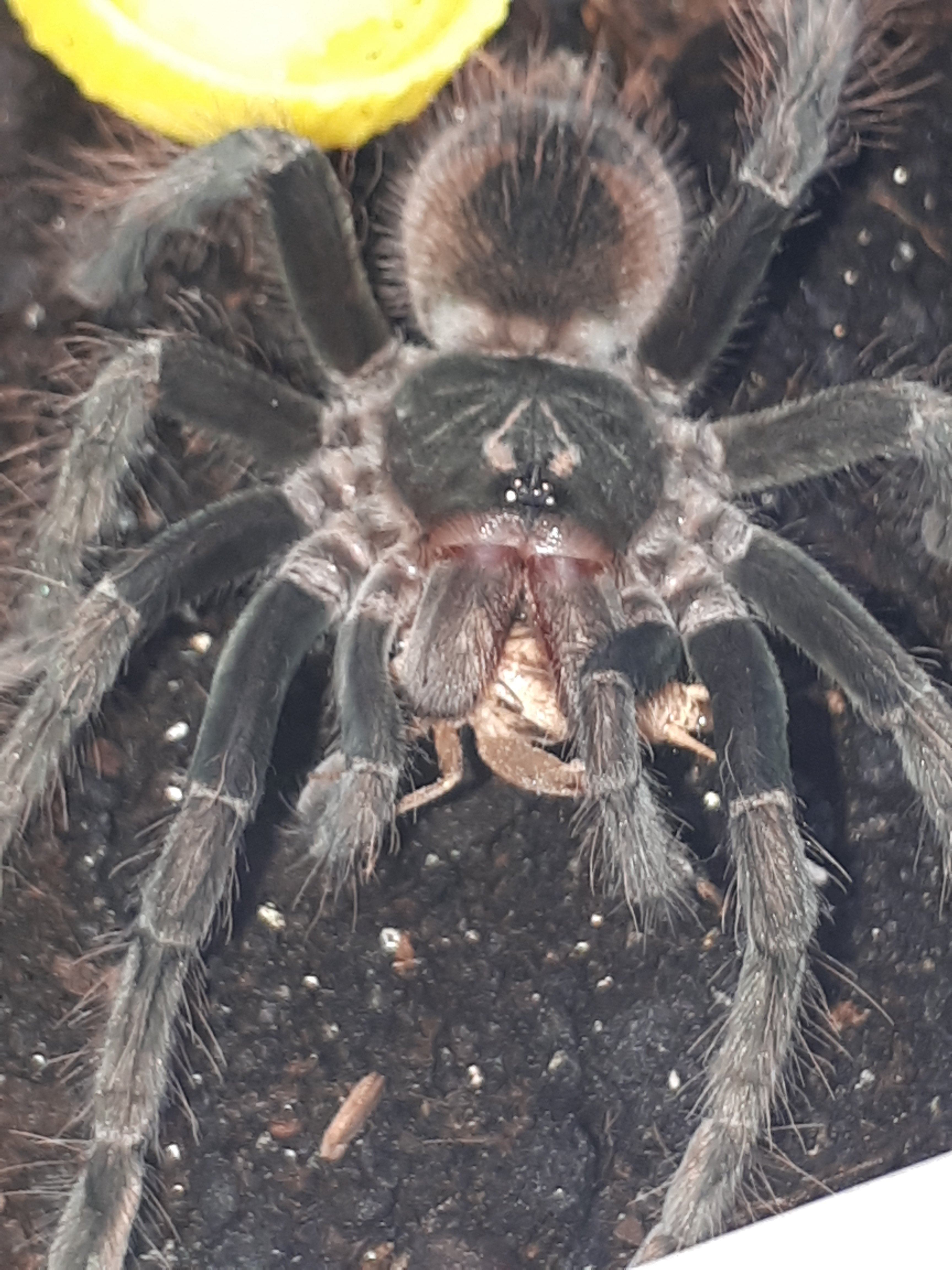 Pamphobeteus sp. Ecuador