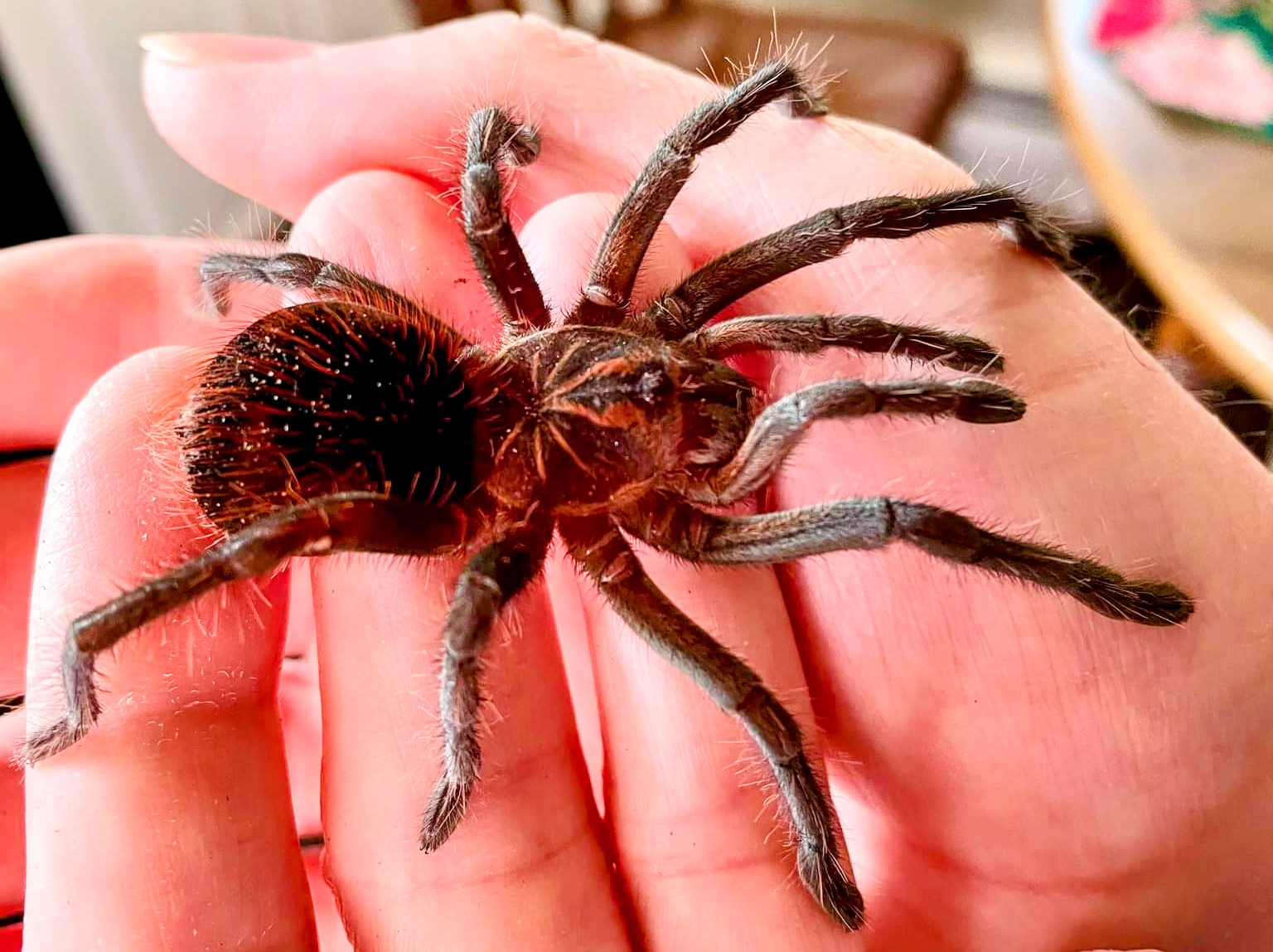 Pamphobeteus sp. flammifera