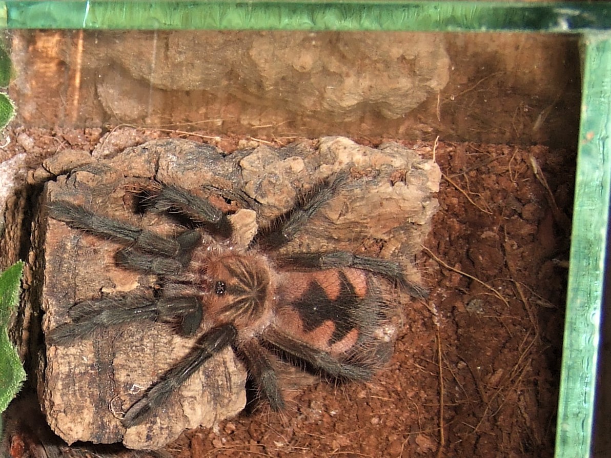 Pamphobeteus sp. machala - Ibarra