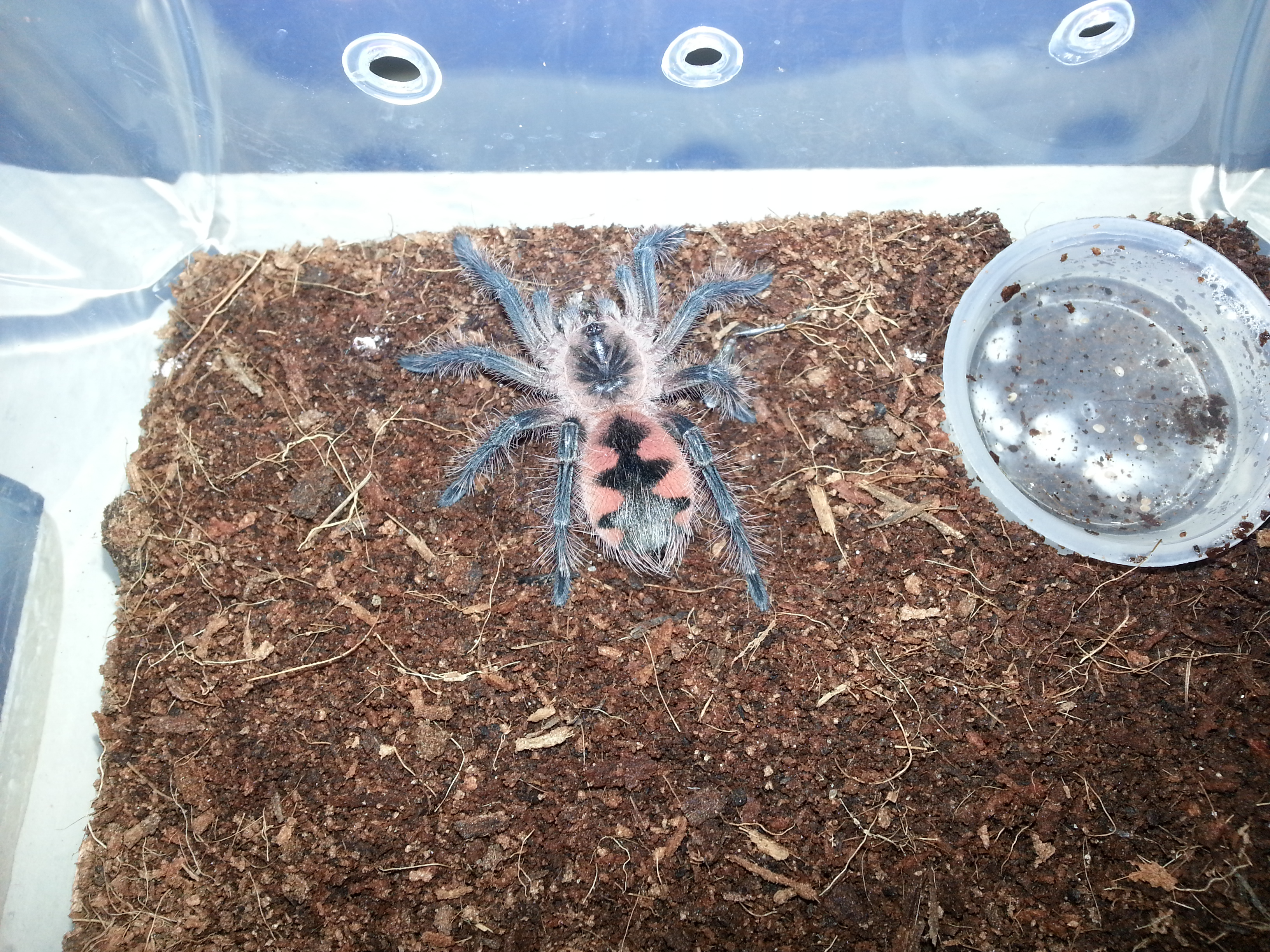 Pamphobeteus .sp Machala Purple bloom