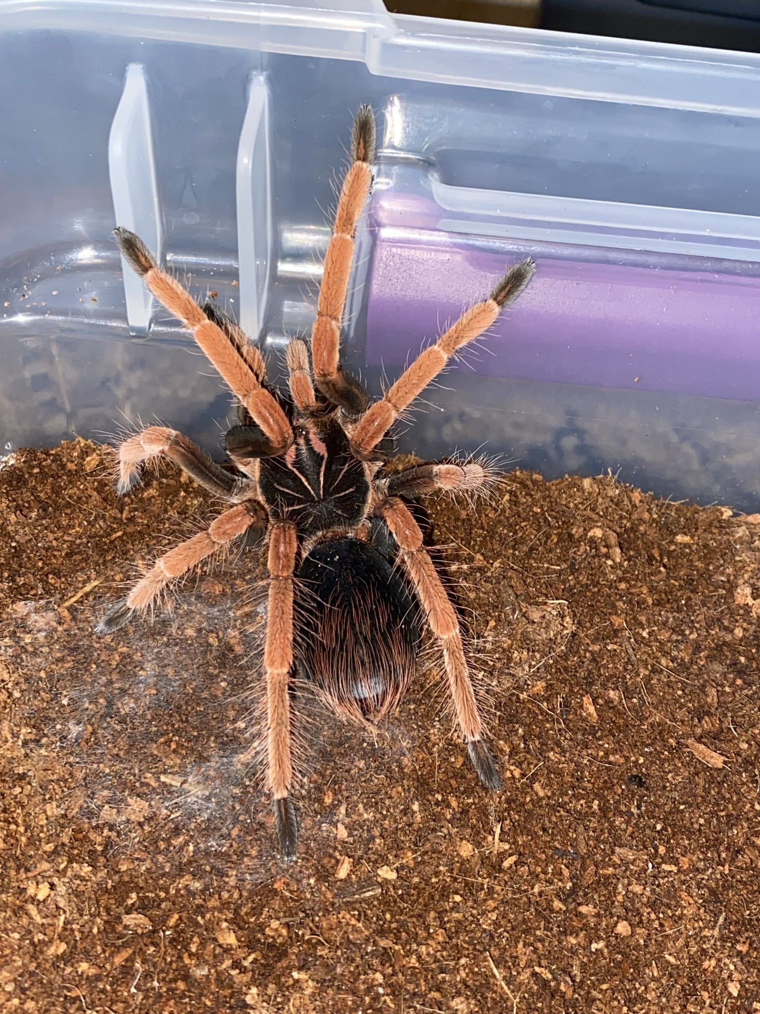 タランチュラ Pamphobeteus vespertinus オス - 沖縄県のその他