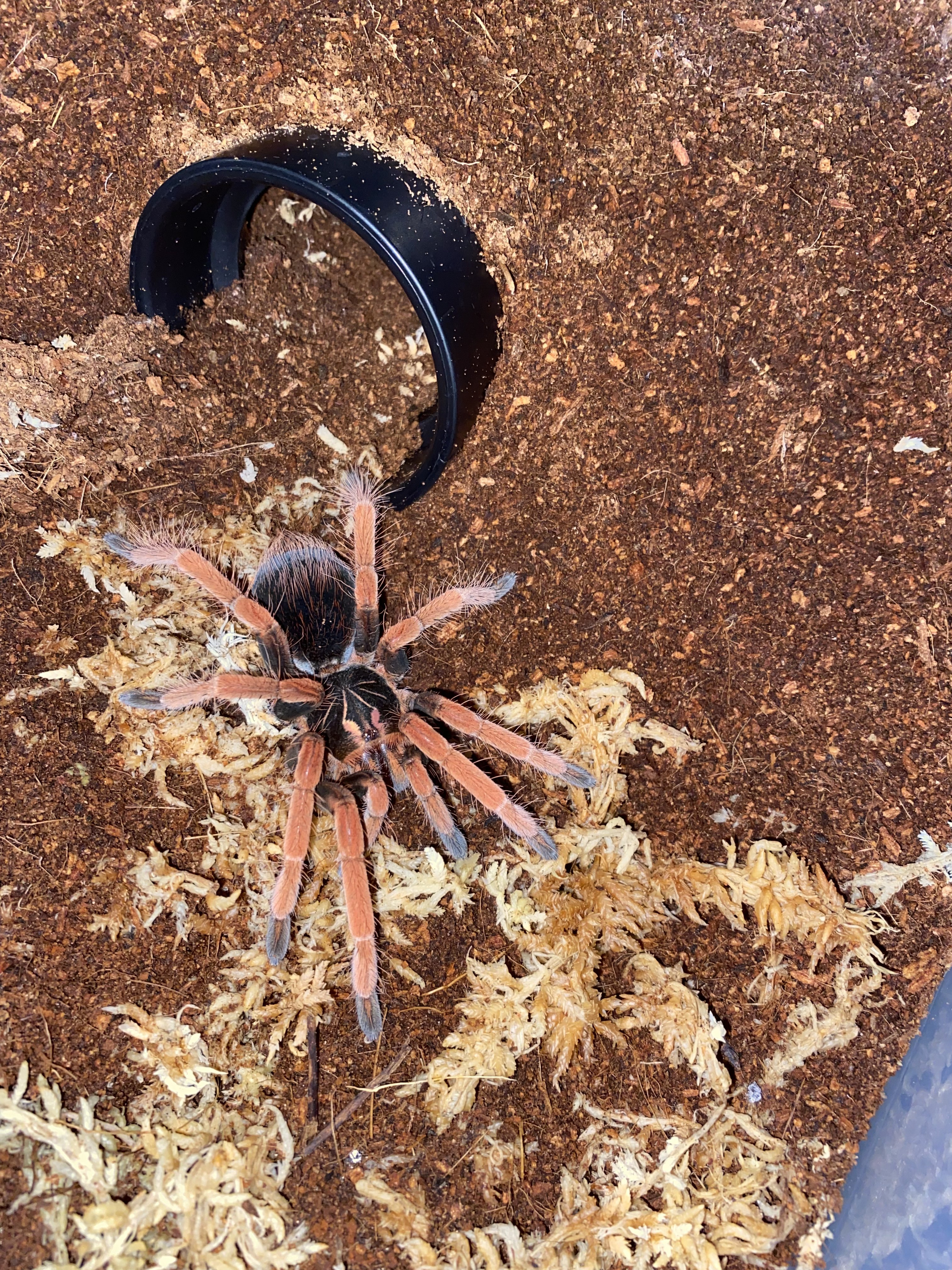 Pamphobeteus sp Solaris