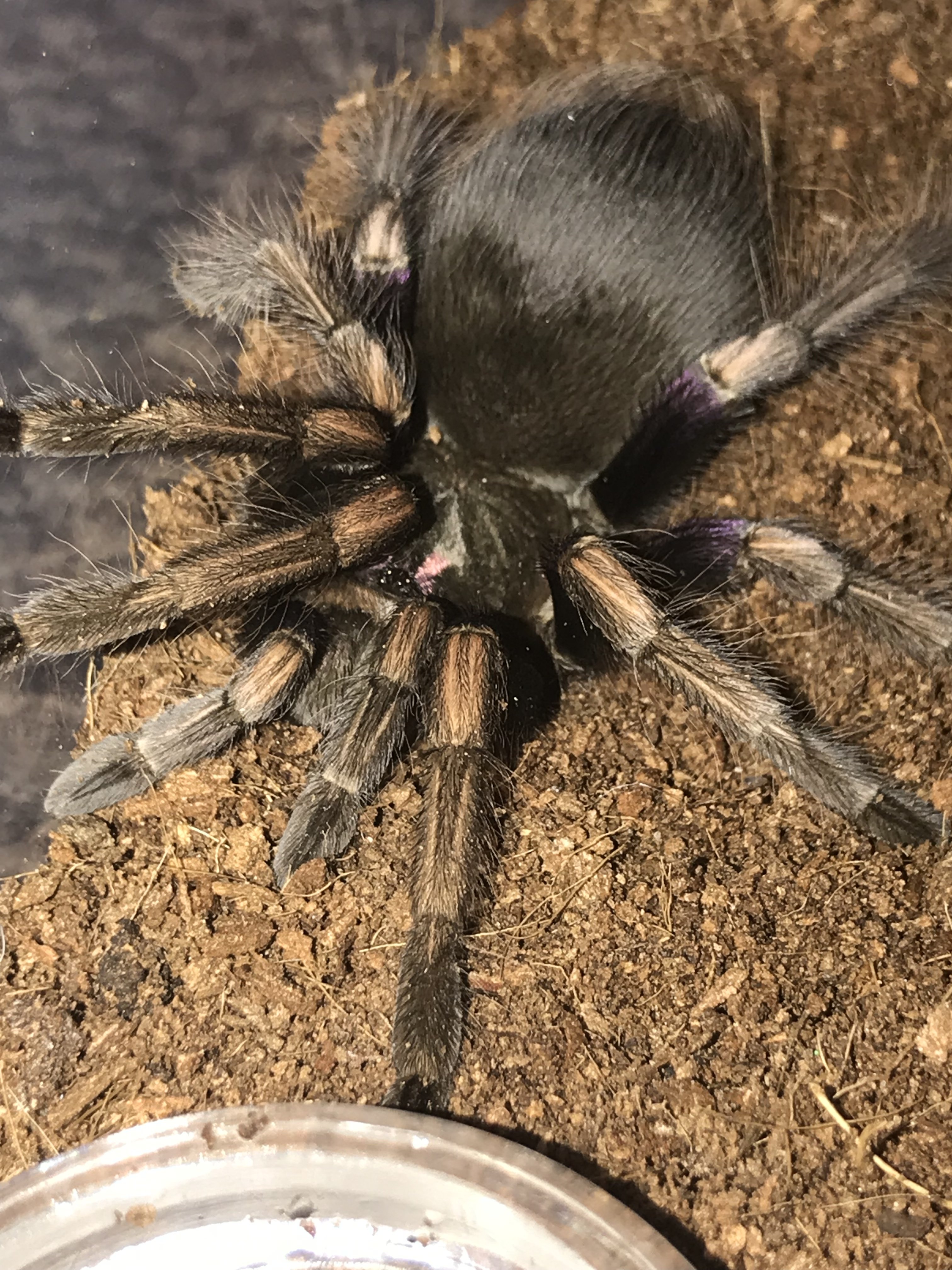 Pamphobeteus Ultramarinus