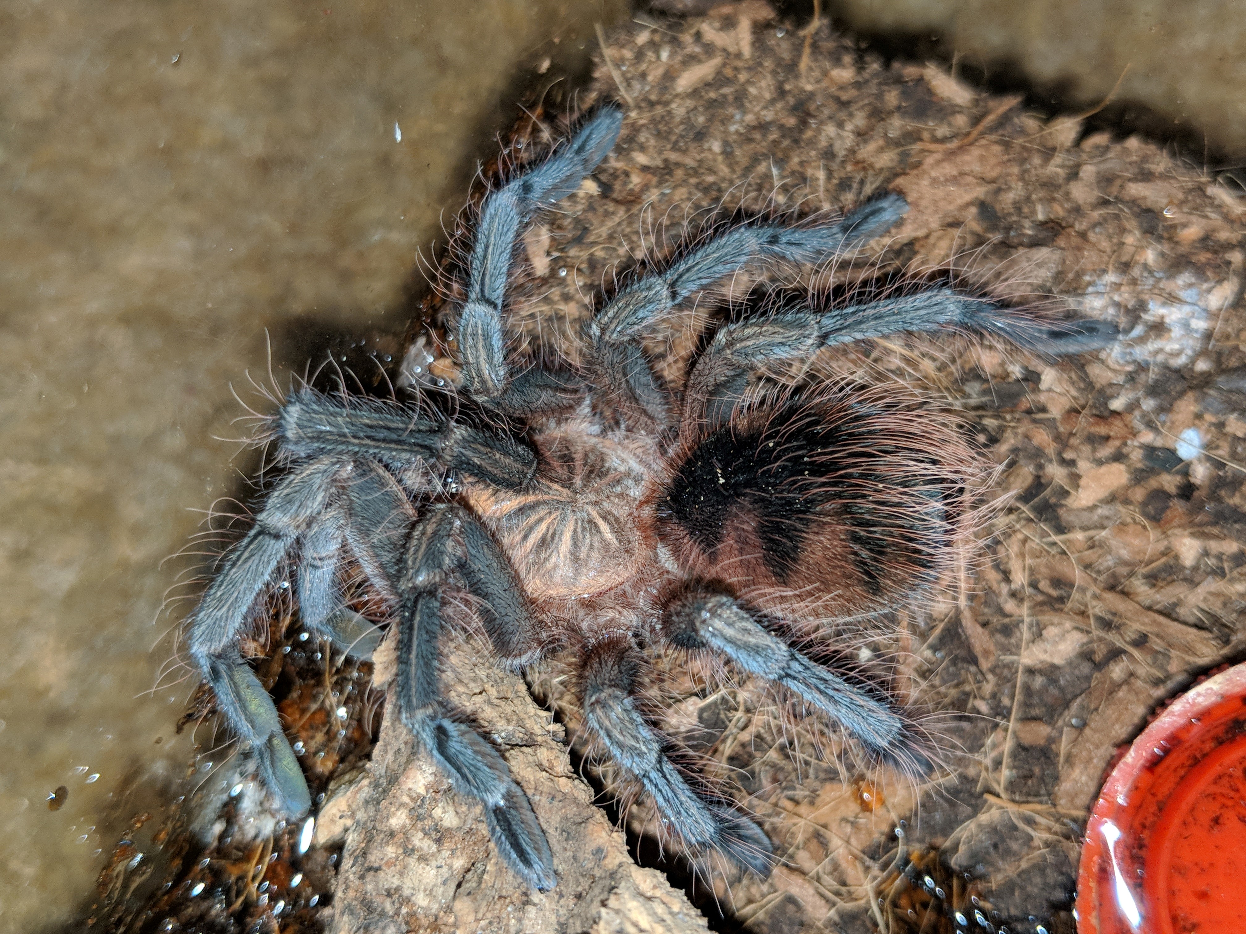 Pamphopeteus Machalla