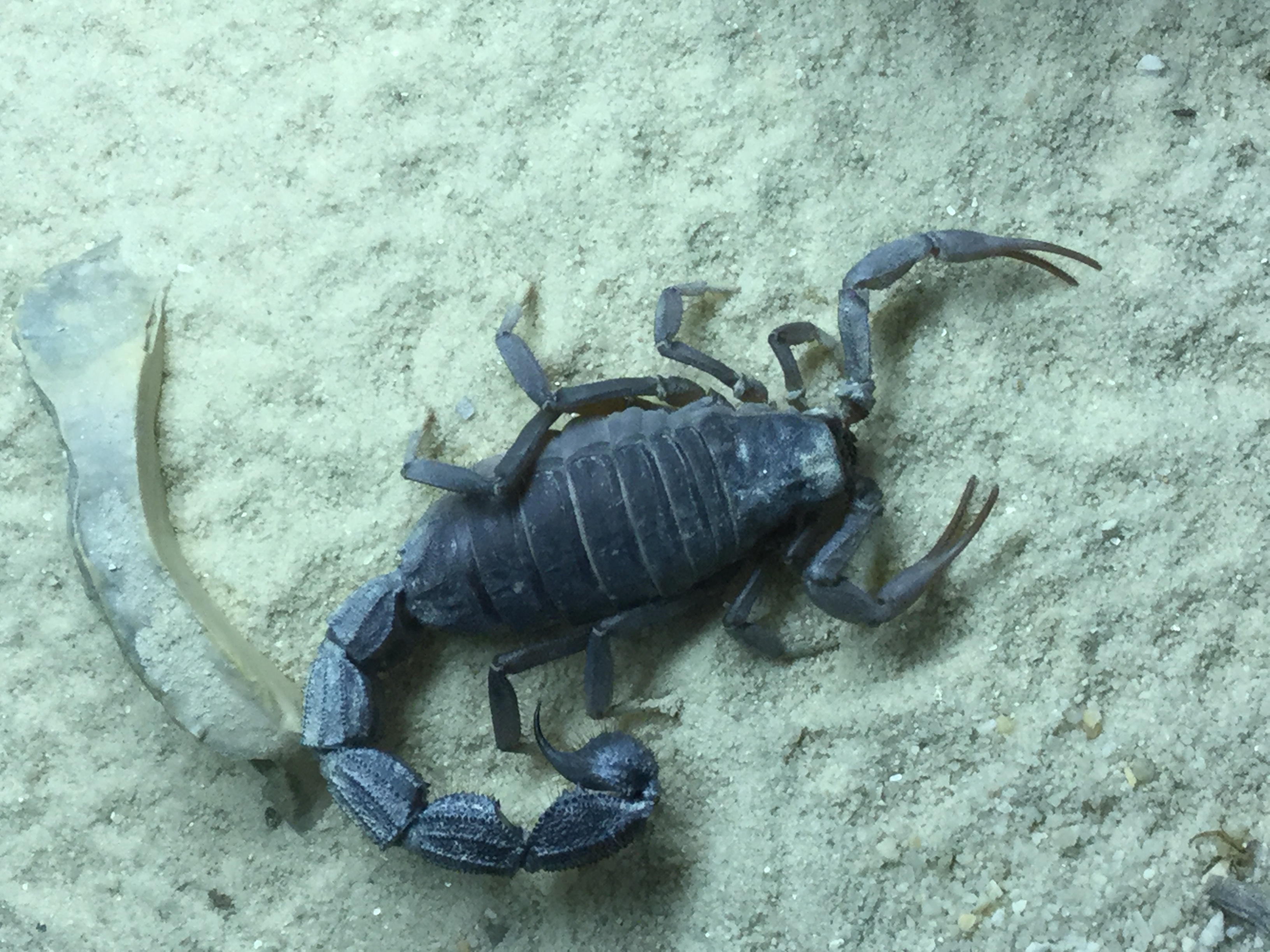 Parabuthus transvaalicus