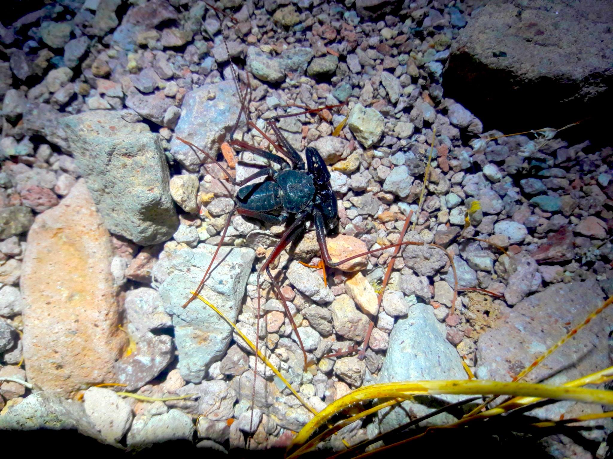 Paraphrynus carolynae