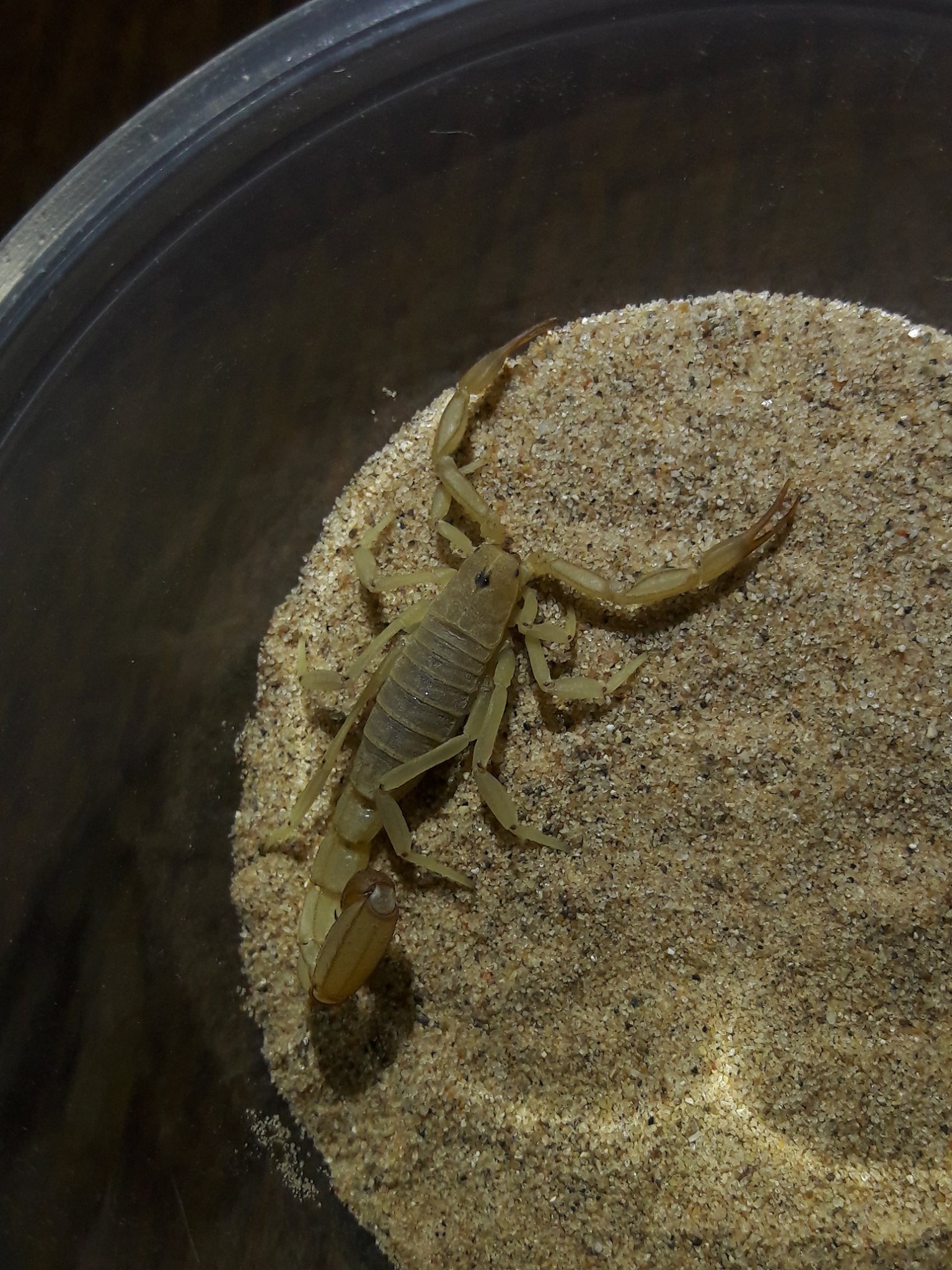 Paravaejovis confusus