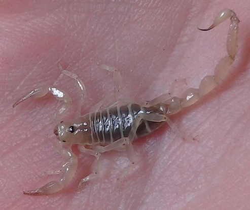 Paruroctonus luteolus 'Golden Dwarf Sand-Scorpion' male