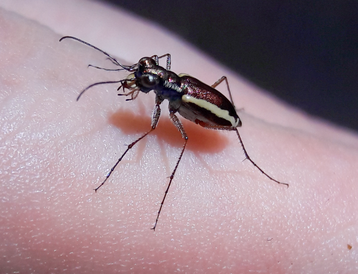 Parvindela lemniscata 'White striped tiger beetle'