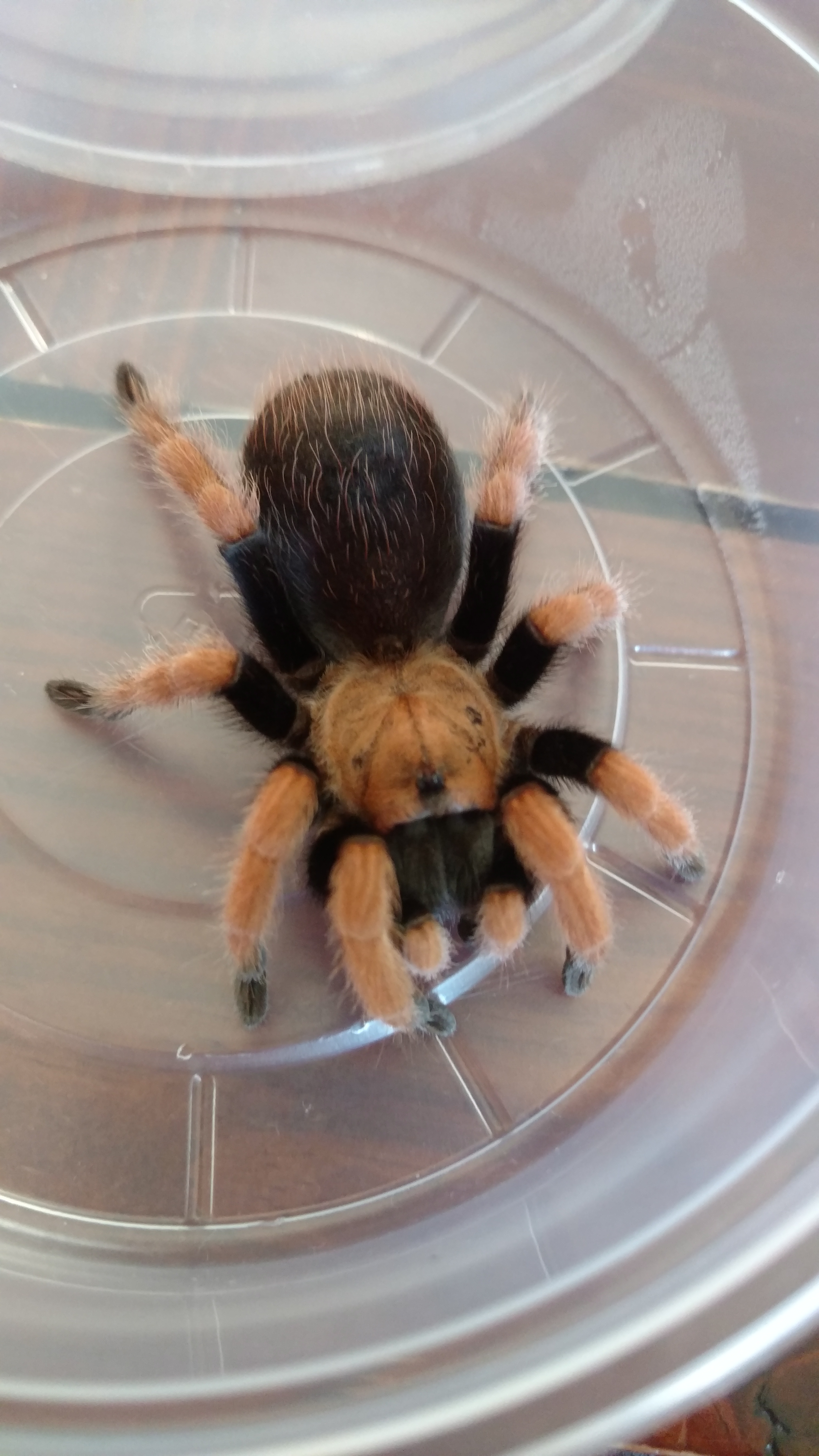 Penultimate male Aphonopelma bicoloratum