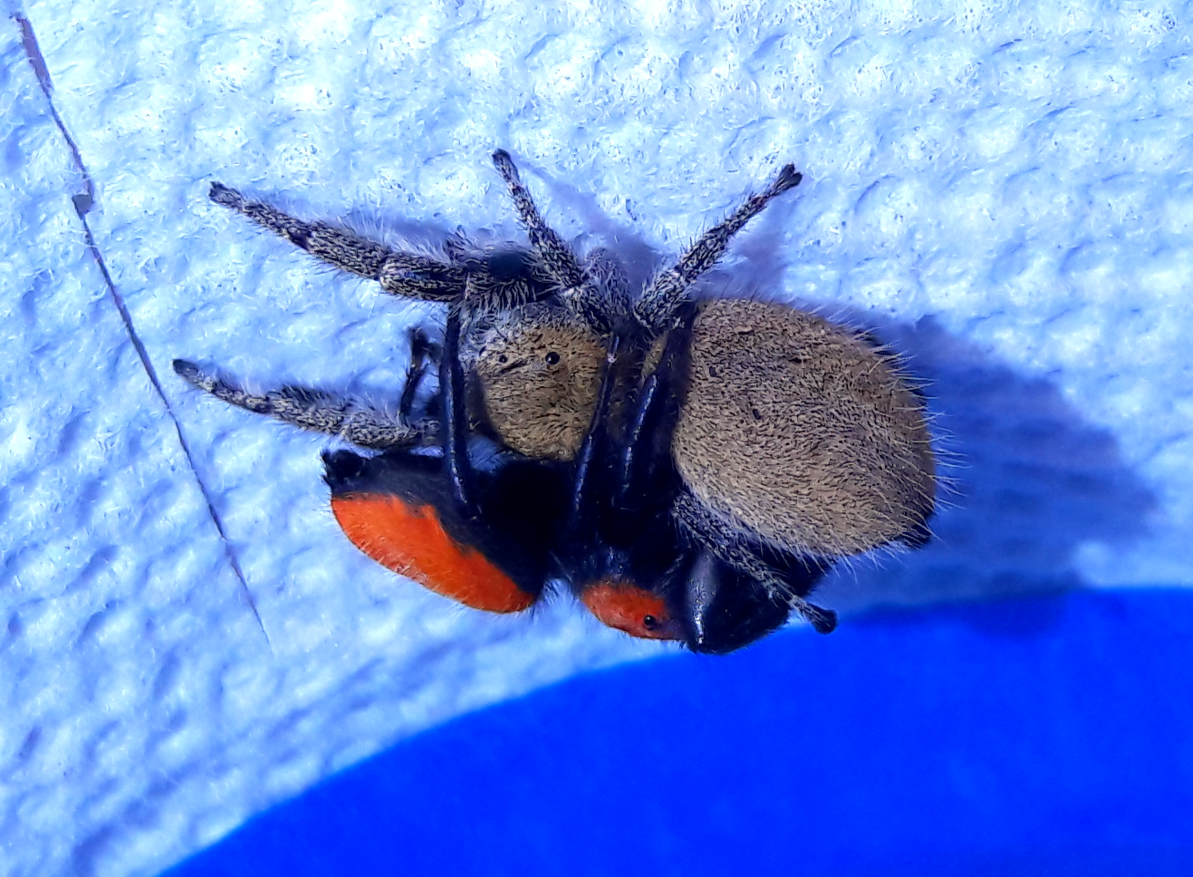 Phidippus apacheanus 'brown'