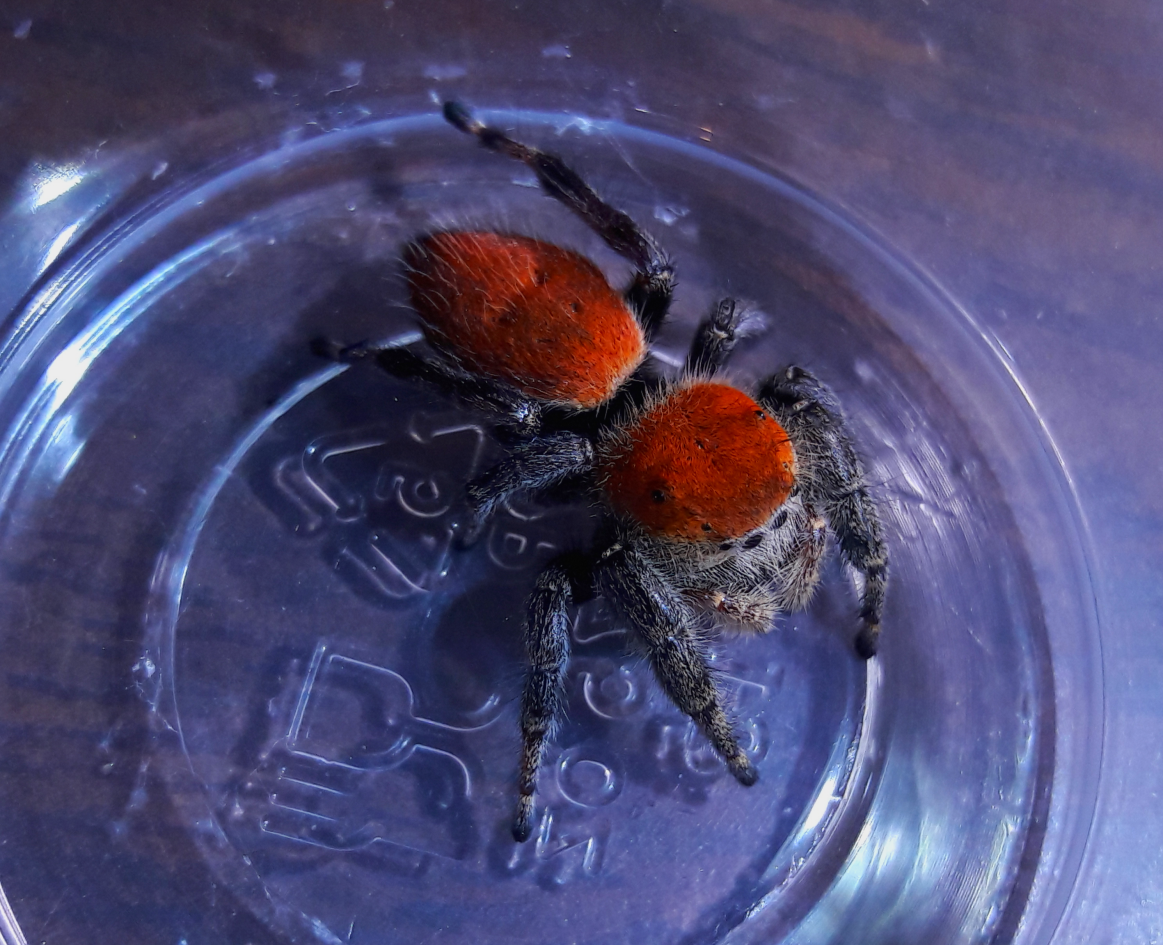 Phidippus apacheanus 'red form'