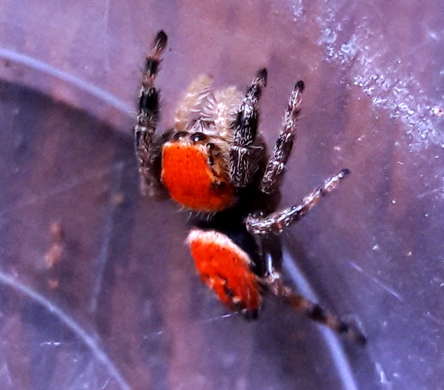 Phidippus apacheanus