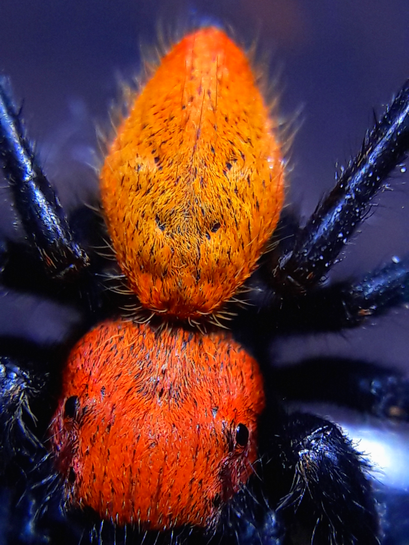 Phidippus apacheanus