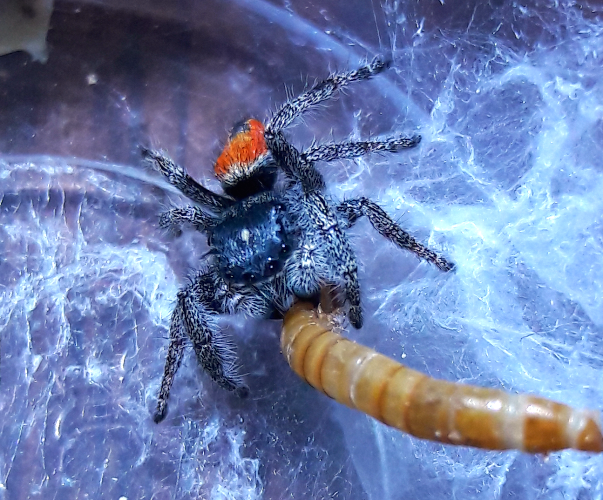 Phidippus Ardens 'Burning Jumper'