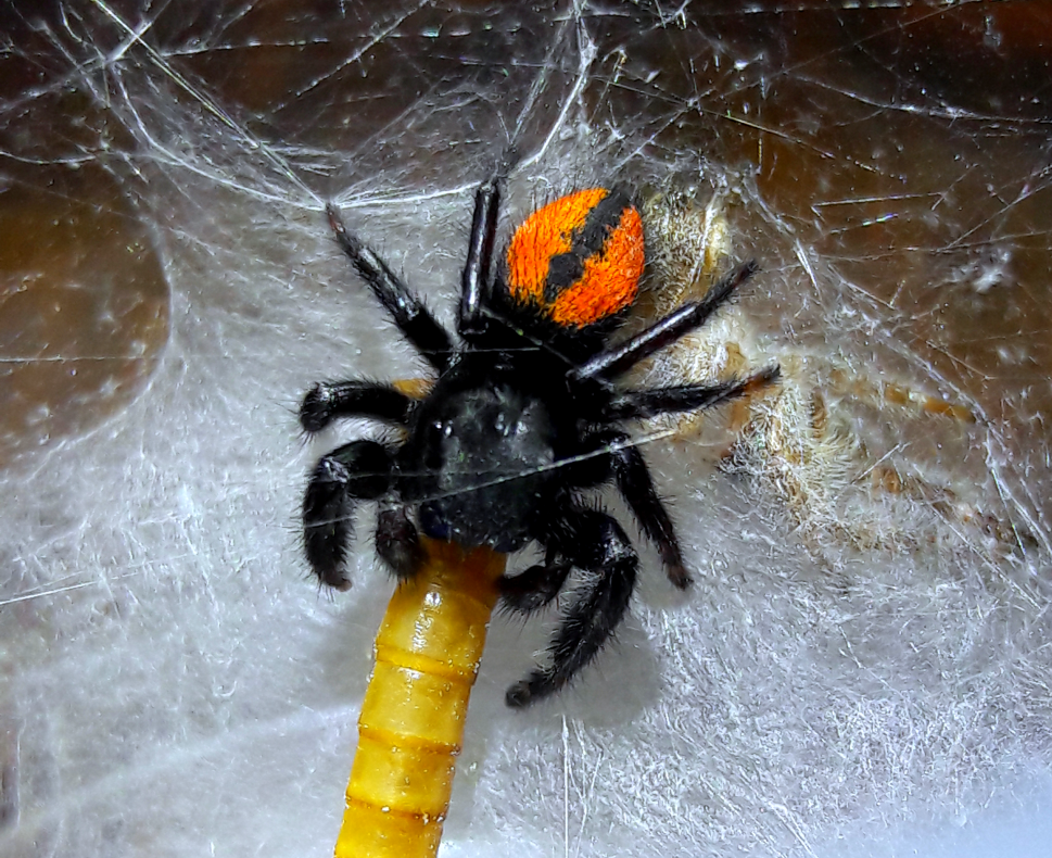 Phidippus ardens 'Burning jumper'