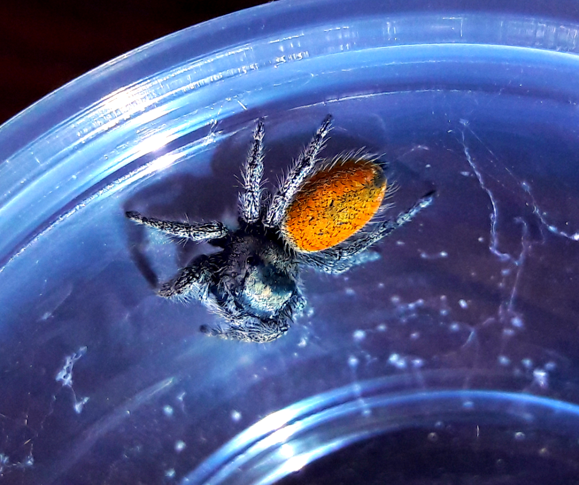 Phidippus ardens 'Burning jumper'