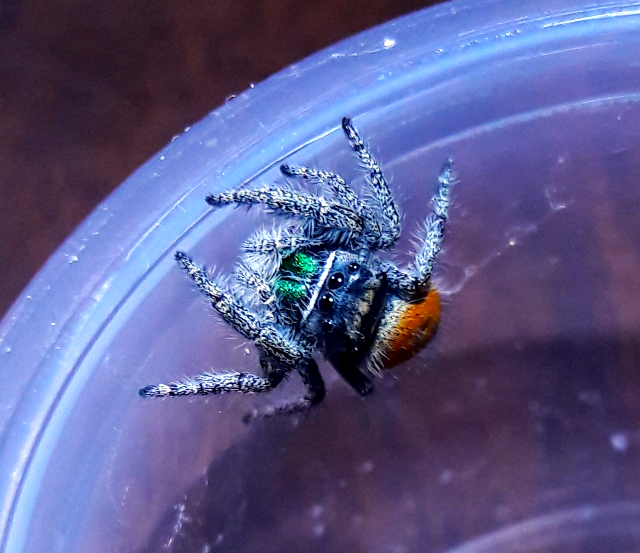 Phidippus ardens 'grey'