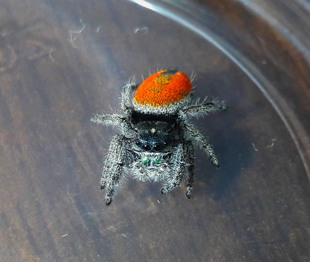 Phidippus ardens 'normal'