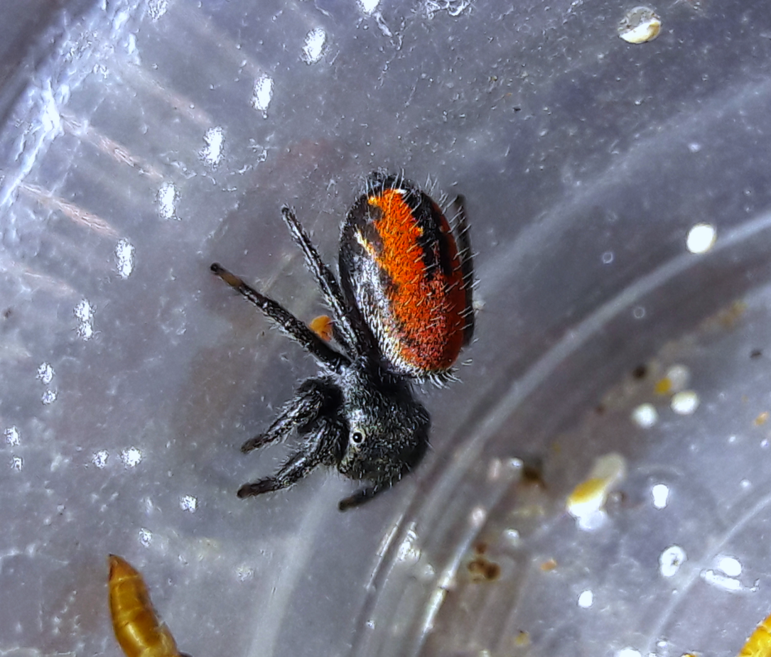 Phidippus ardens