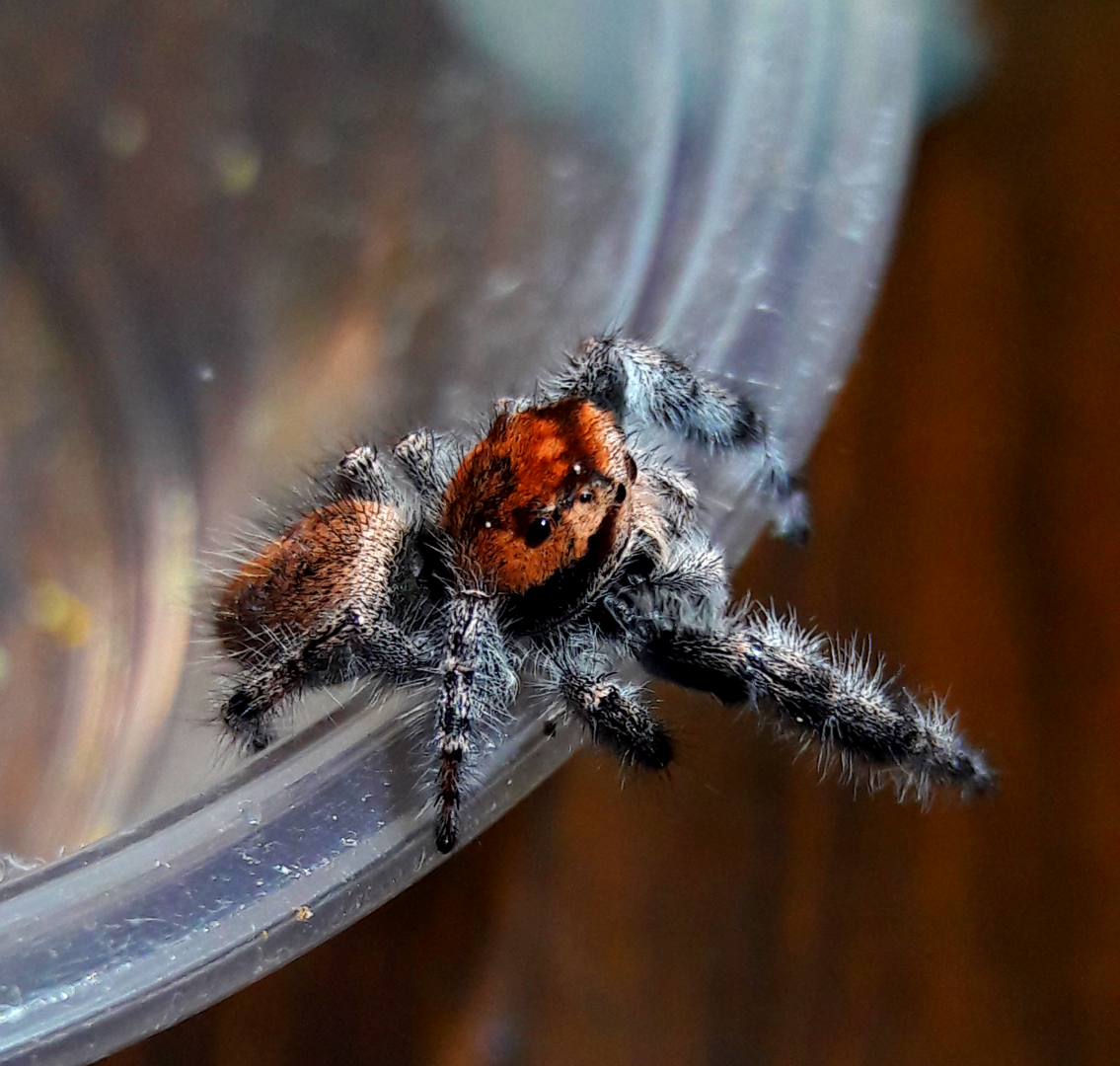 Phidippus asotus mature male