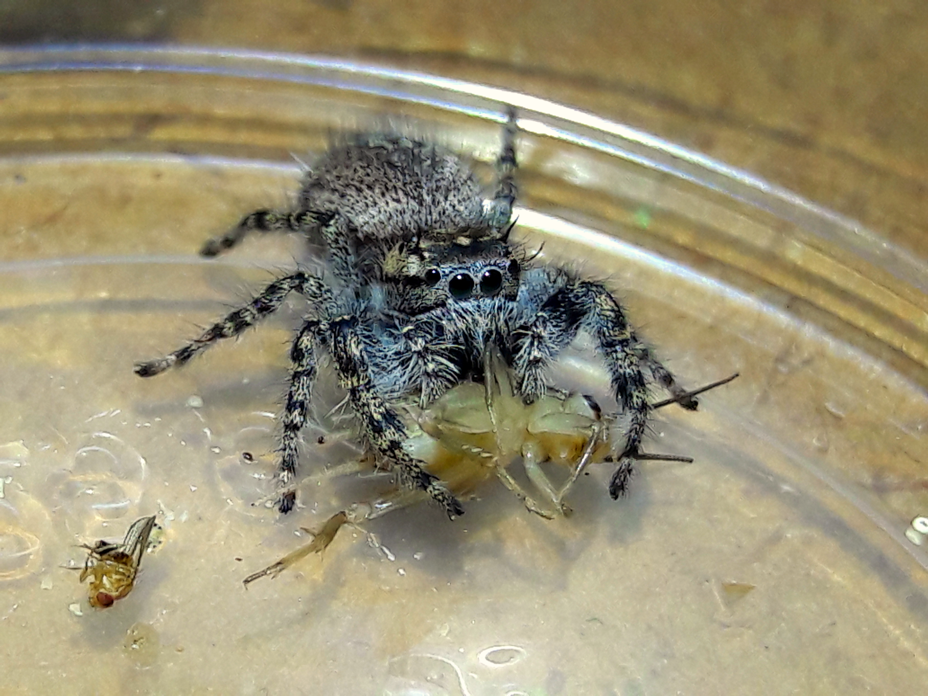 Phidippus asotus
