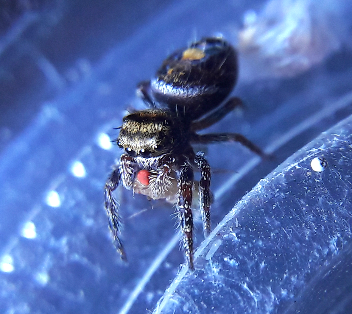 Phidippus audax
