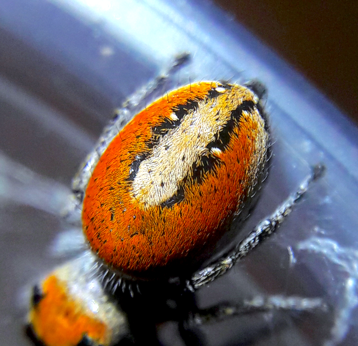 Phidippus aureus #2