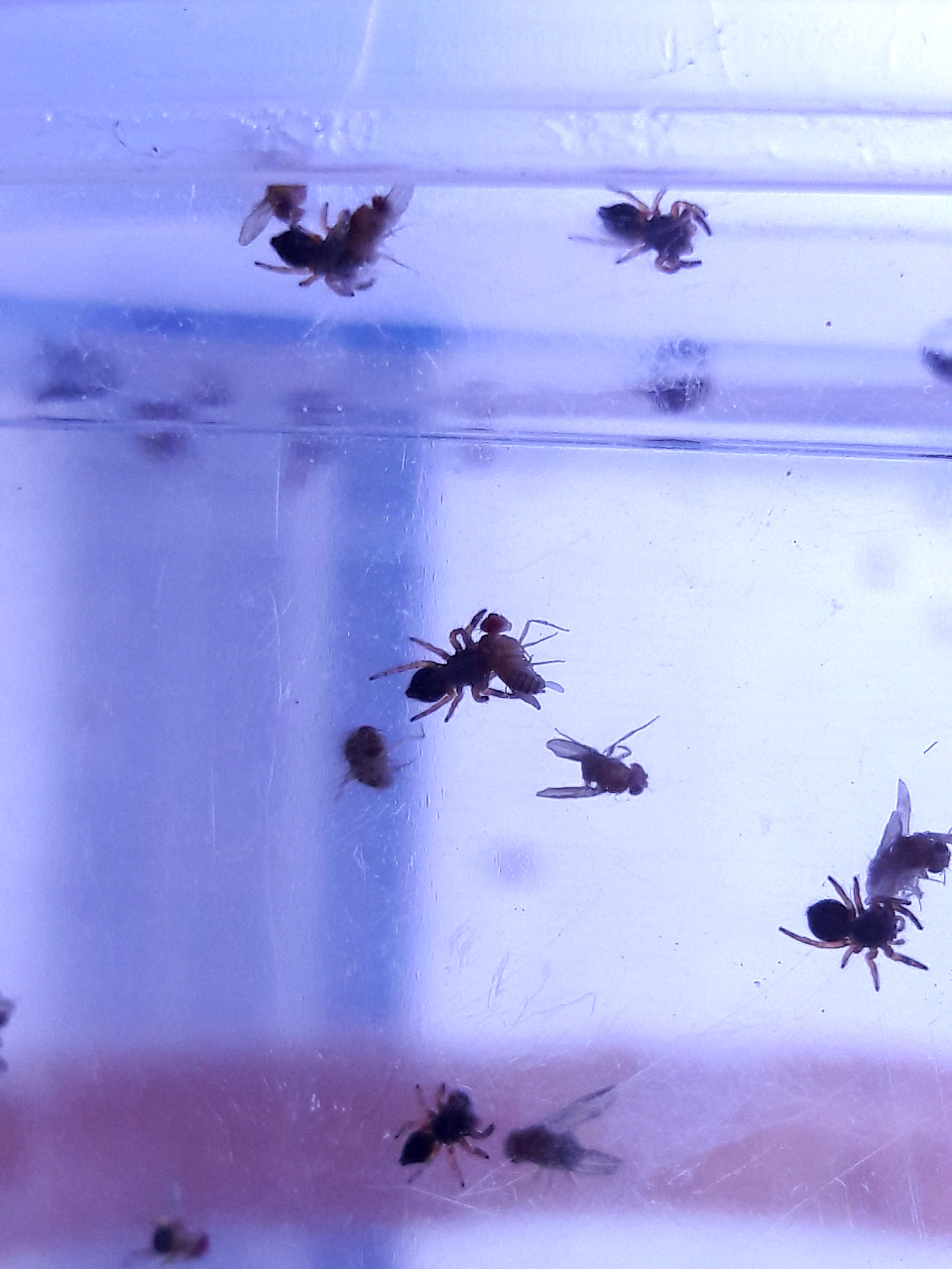 Phidippus aureus 2nd instar