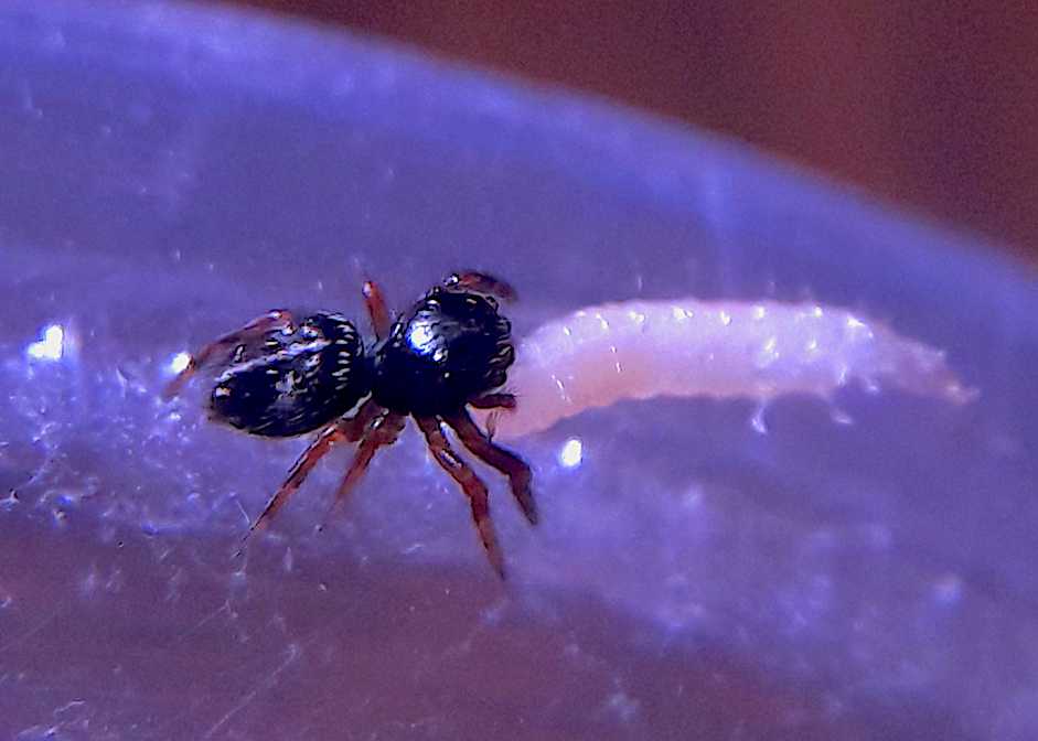 Phidippus aureus 'Gold jumper' 2nd Instar